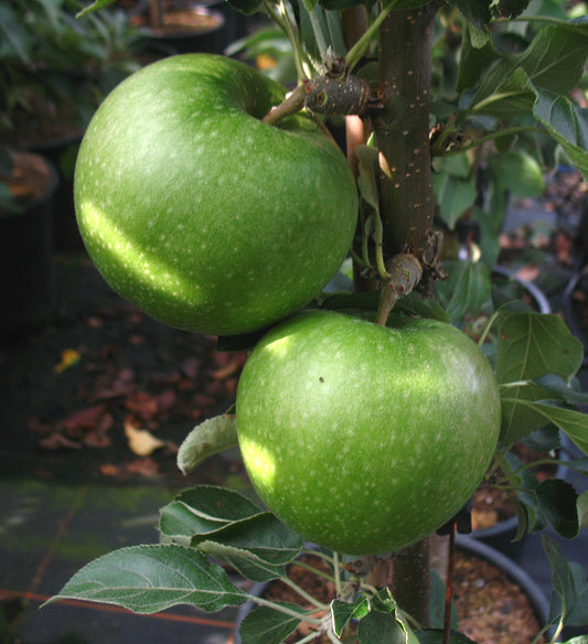 Apfel "Granny Smith Compact"