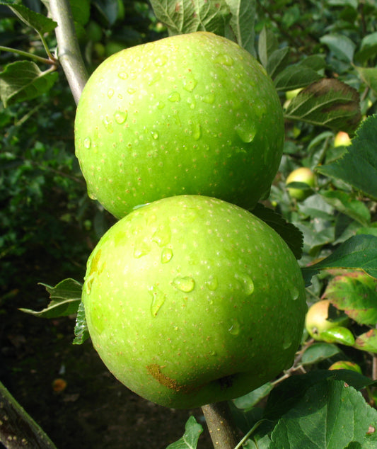 Apfel "Kasseler Renette"