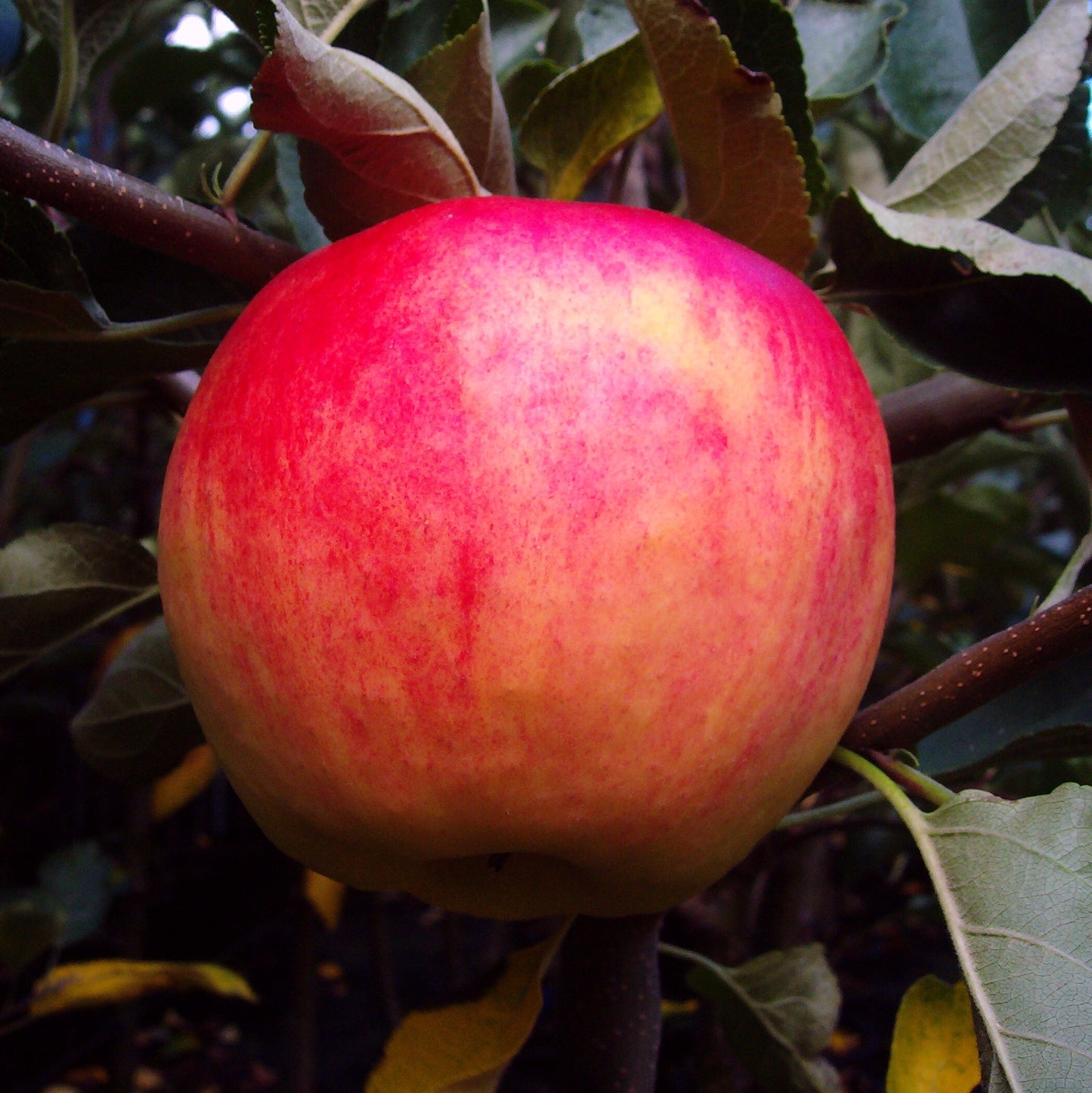 Apfel "Piros" ®