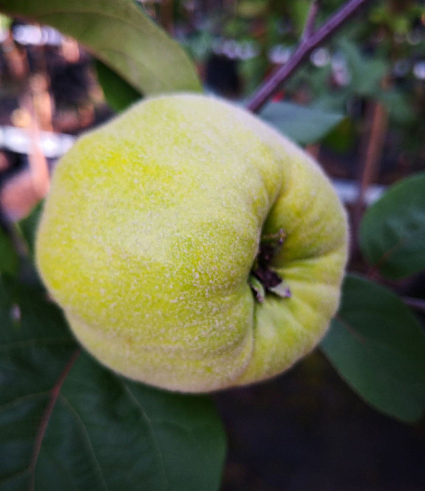 Quitte "Limon Ayvasi"