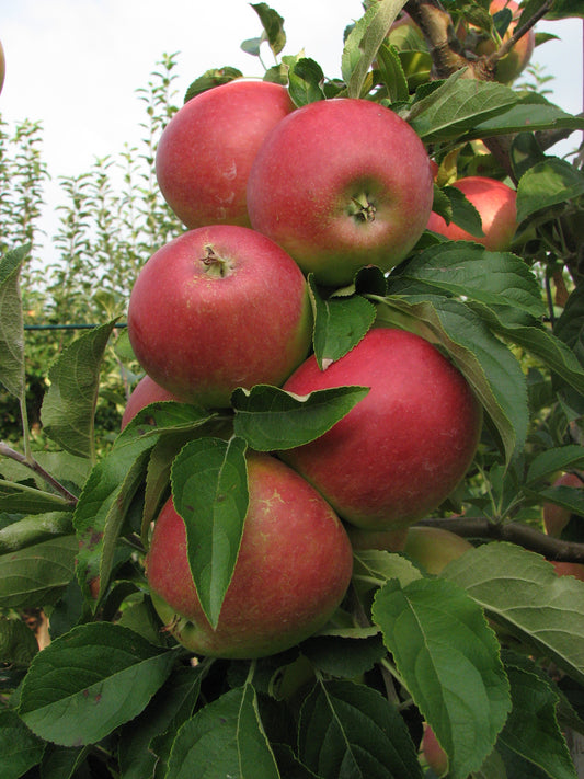 Apfel "Retina"  ®
