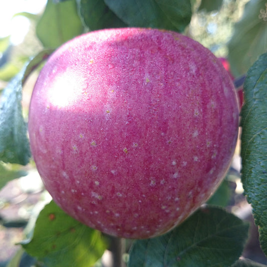 Apfel "Rote Sternrenette"