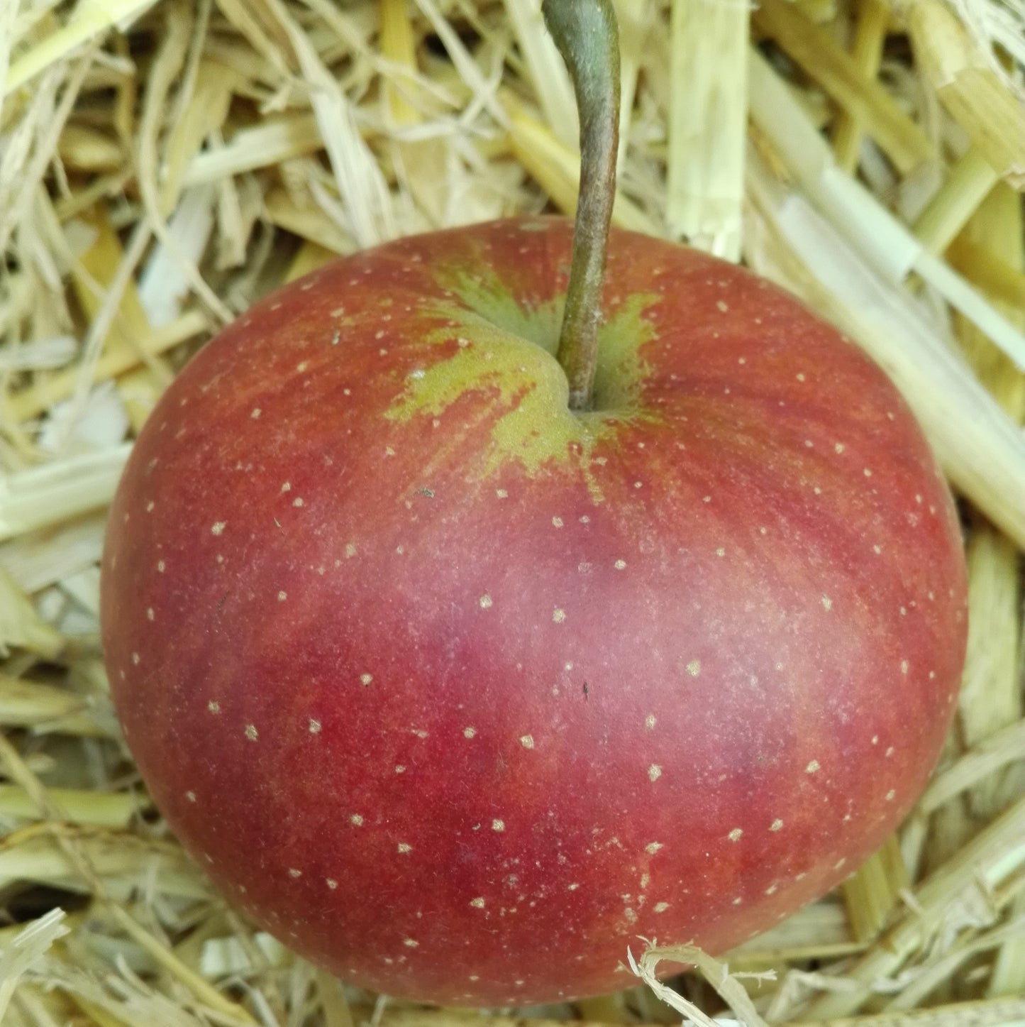 Apfel "Rubinette Rosso" -R-