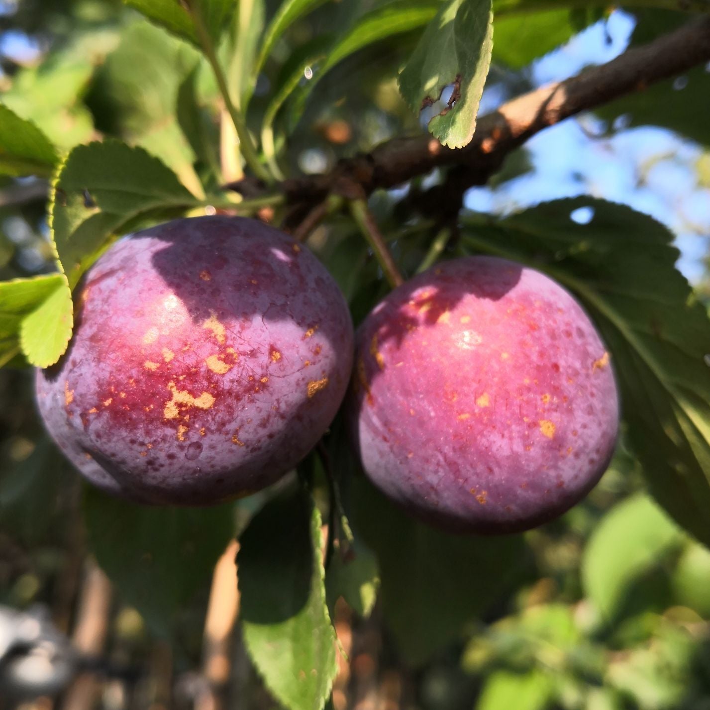 Zwetsche  "Kirkespflaume"