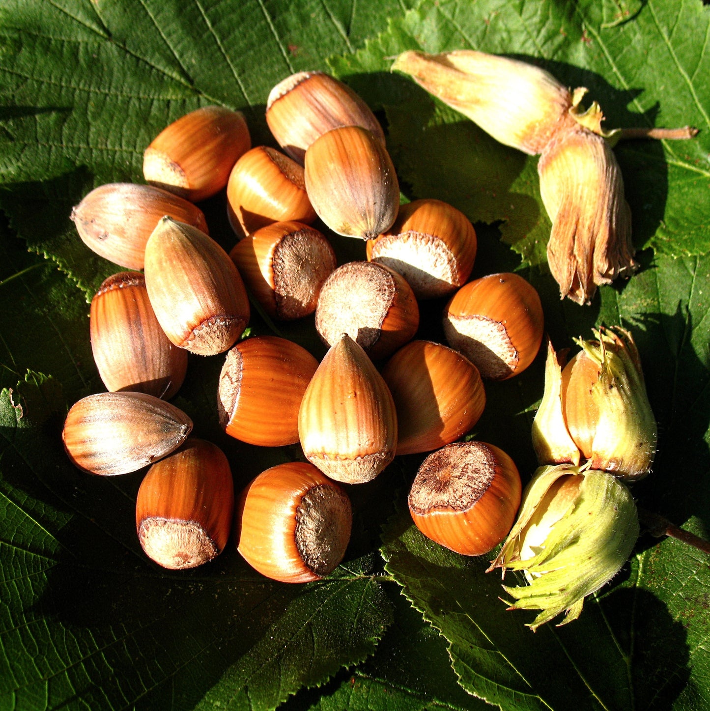 Haselnuss 'Nottingham Fruchtbare'