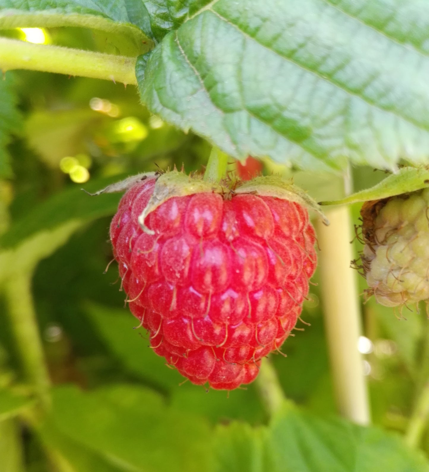 Himbeere 'Autumn First' ®