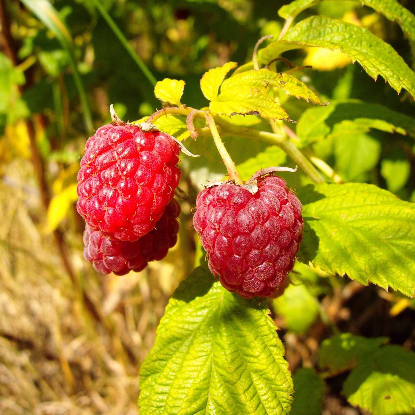 Himbeere 'Meeker'