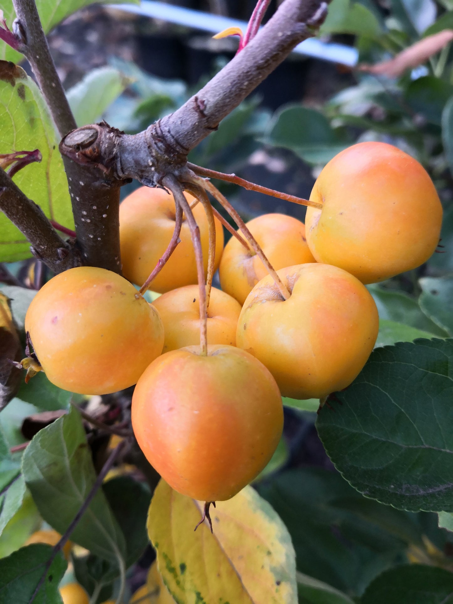 Zierapfel 'Golden Hornet'