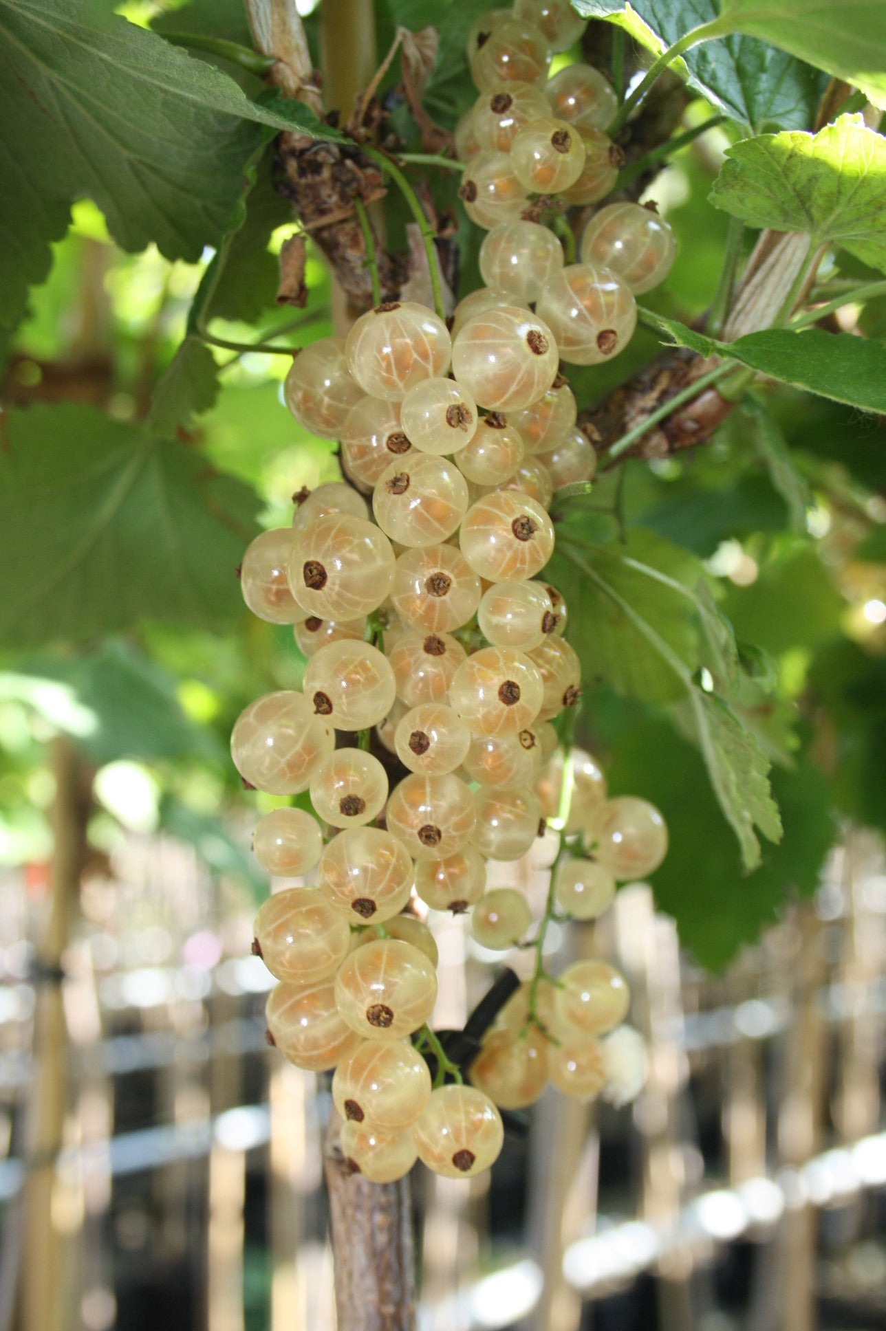 Johannisbeere 'Werdavia'