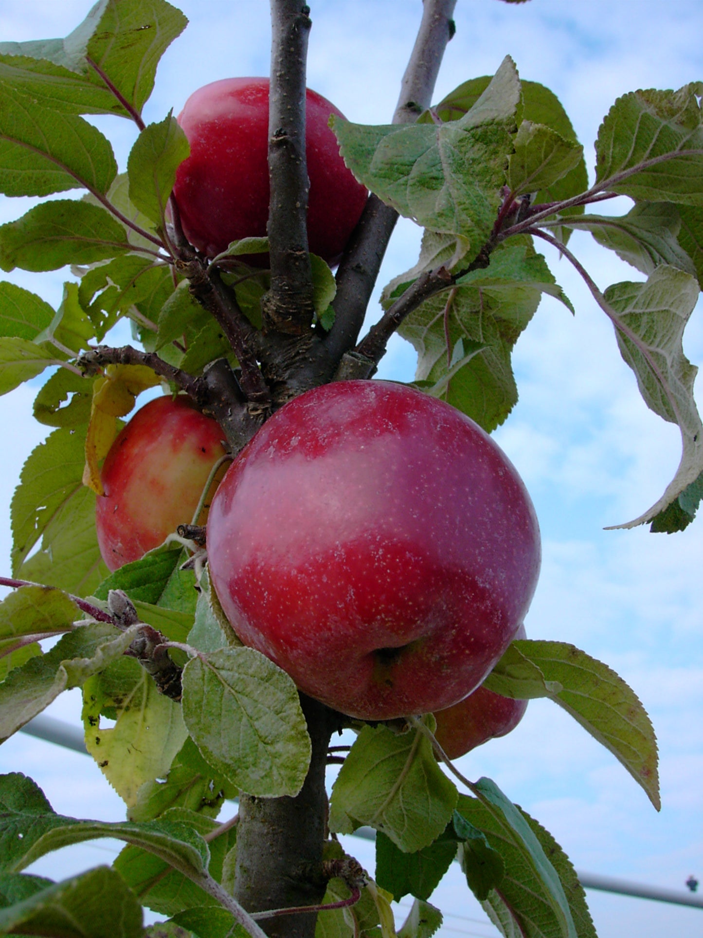 Säulenapfel 'Berbat' ®