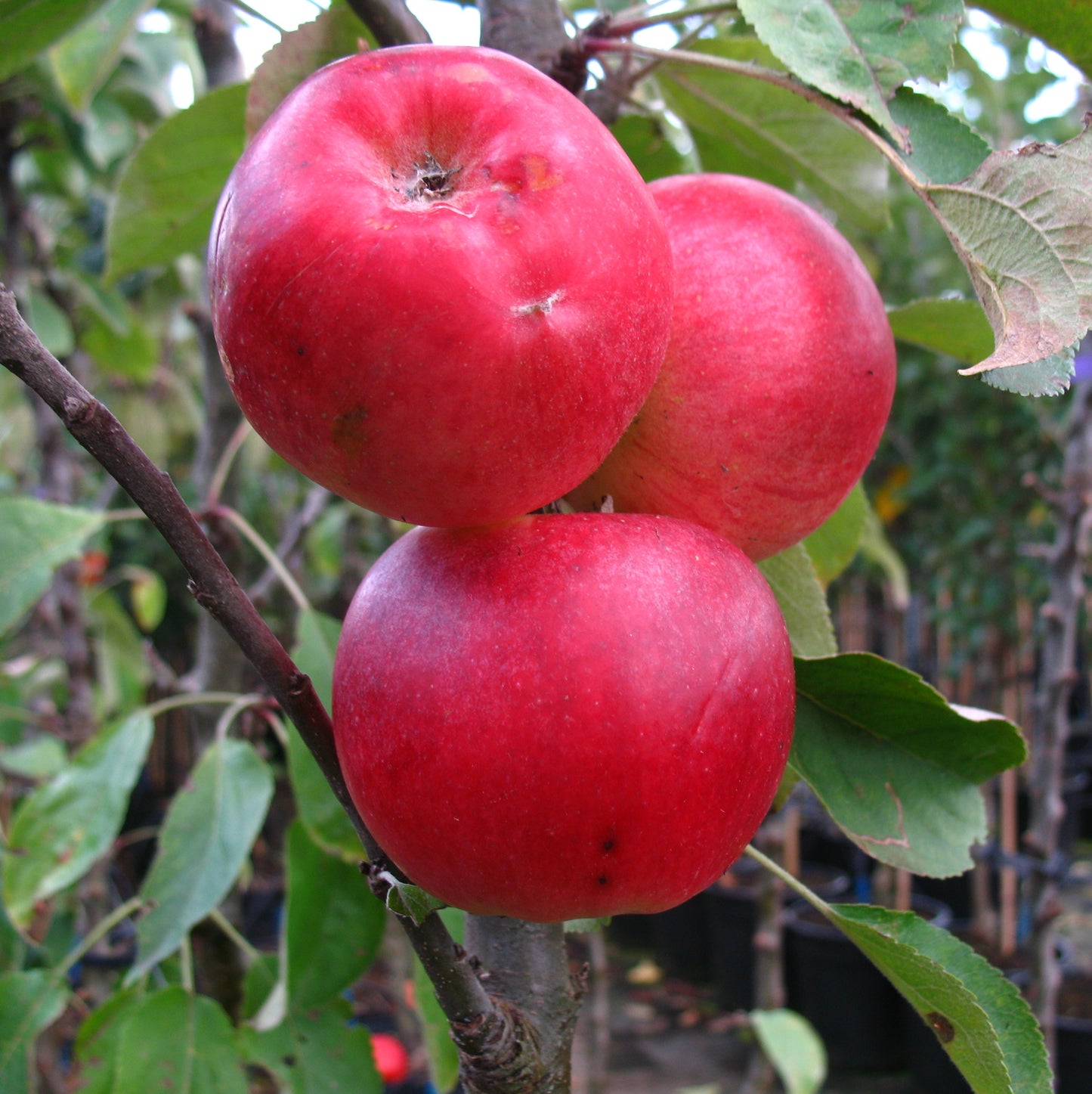 Säulenapfel 1a-plant 'Finn' ®