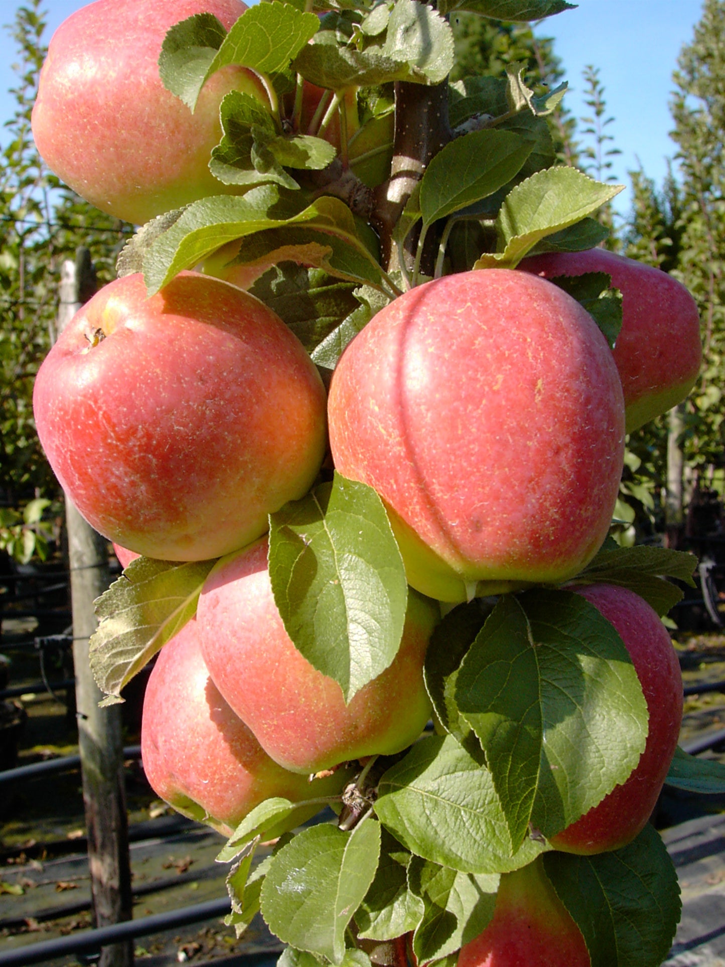 Säulenapfel 'Golden Gate' ®
