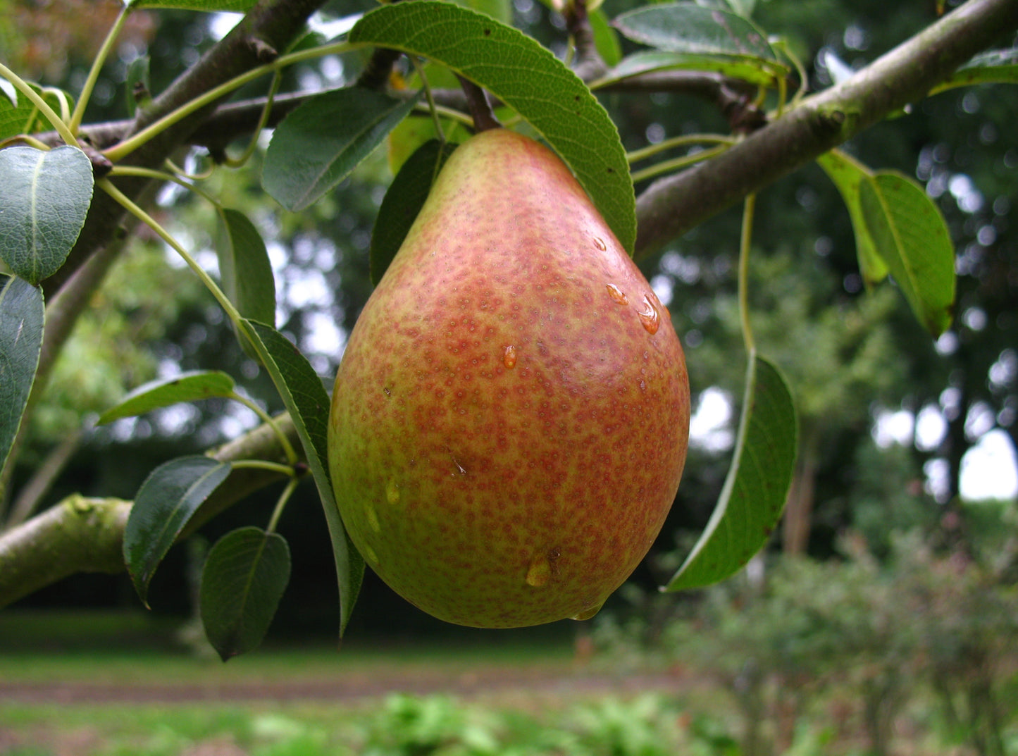 Birne 'Paten'