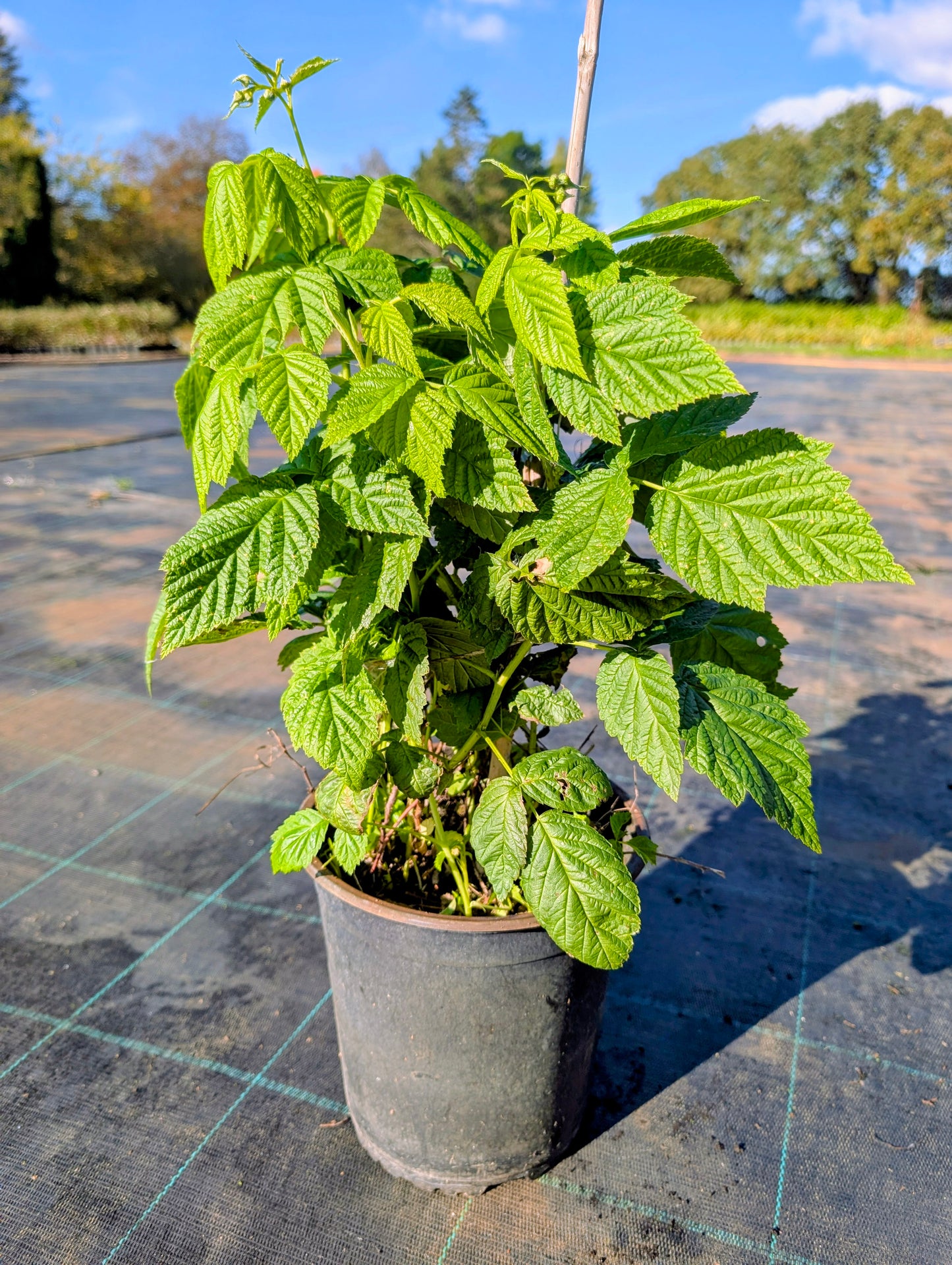 Himbeere 'Little Sweet Sister' ®