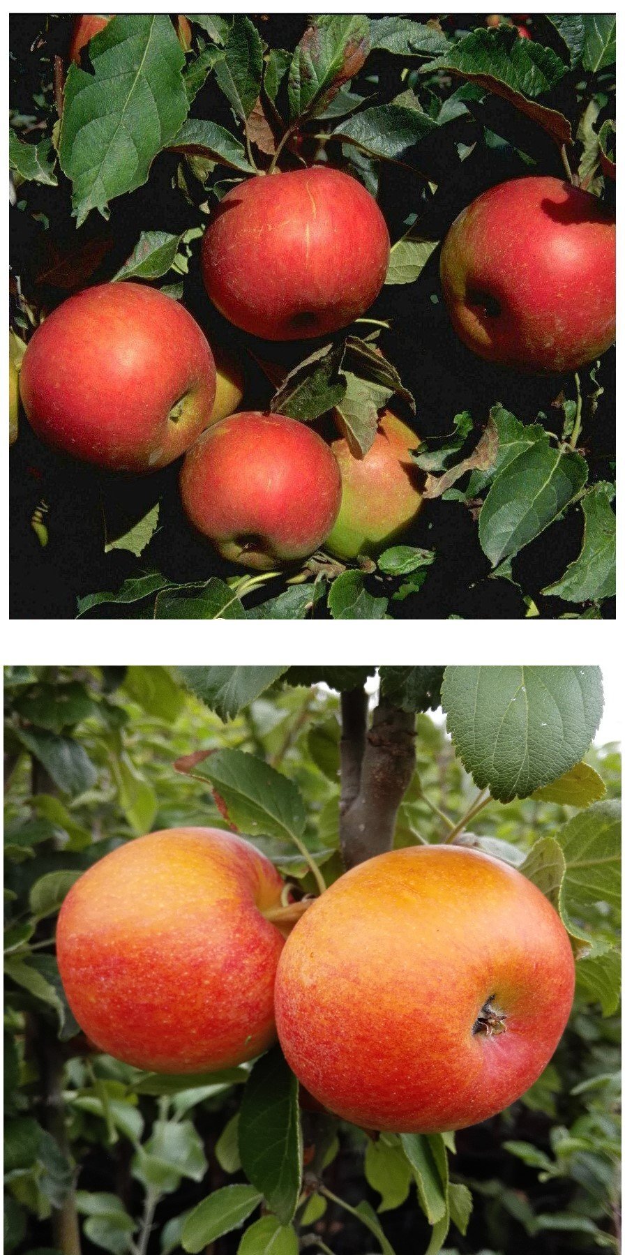 Duo-Apfel Idared/Alkmene