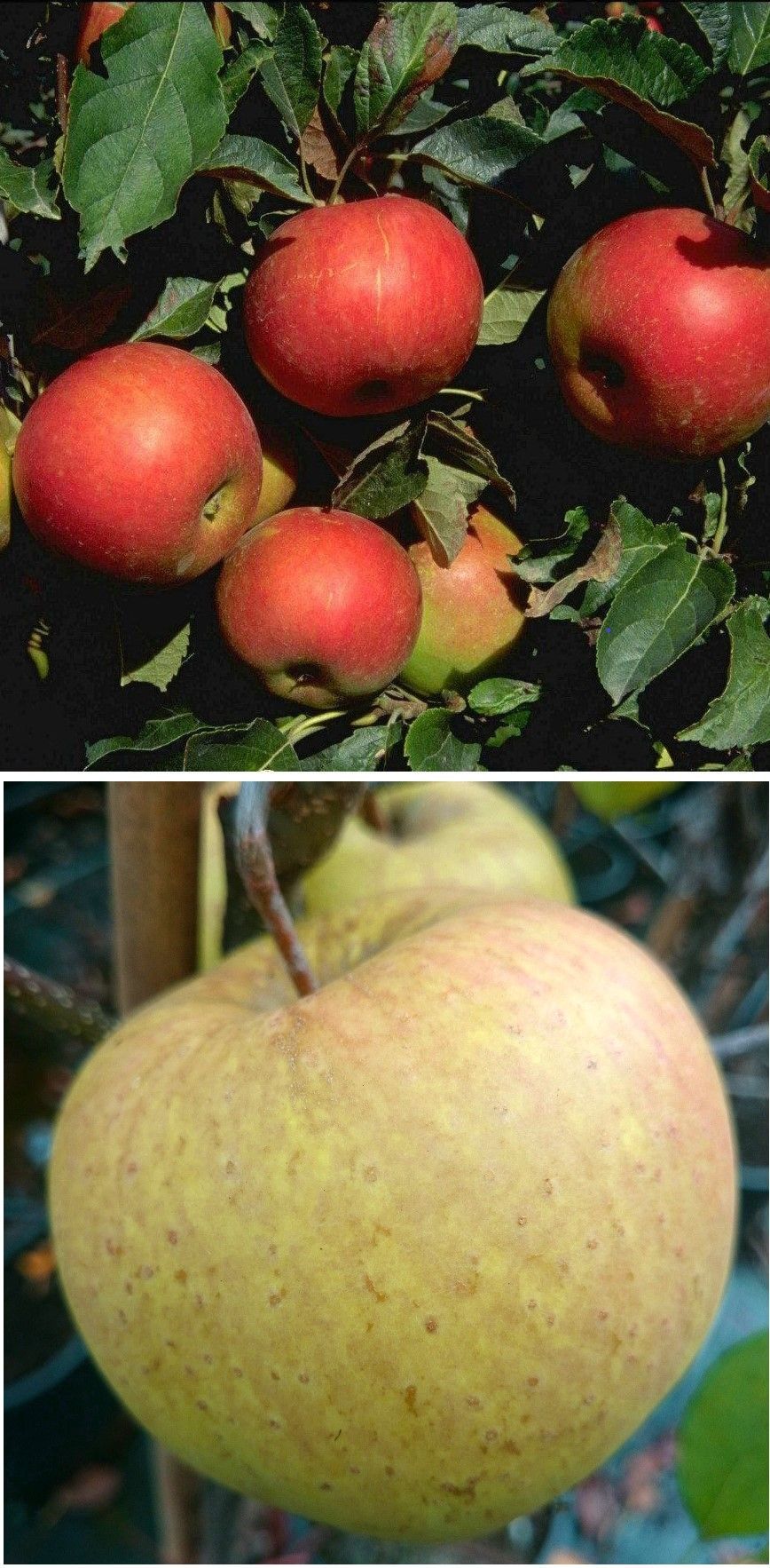 Duo-Apfel Idared/Gehrers Rambur