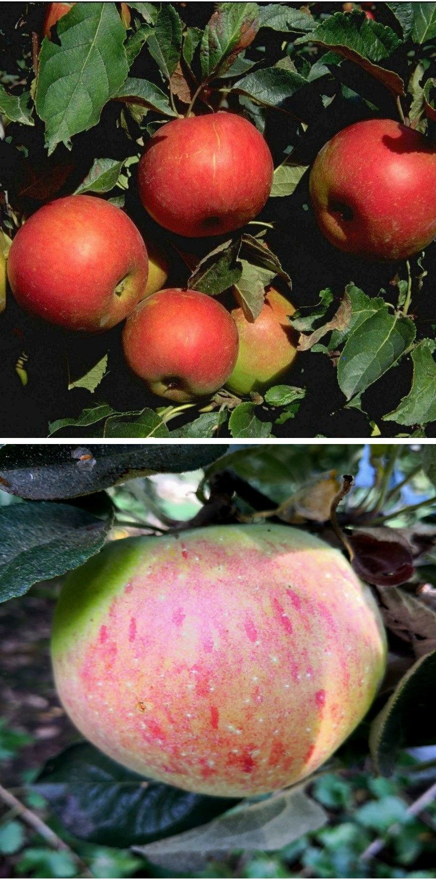 Duo-Apfel Idared/Osnabrück Renette