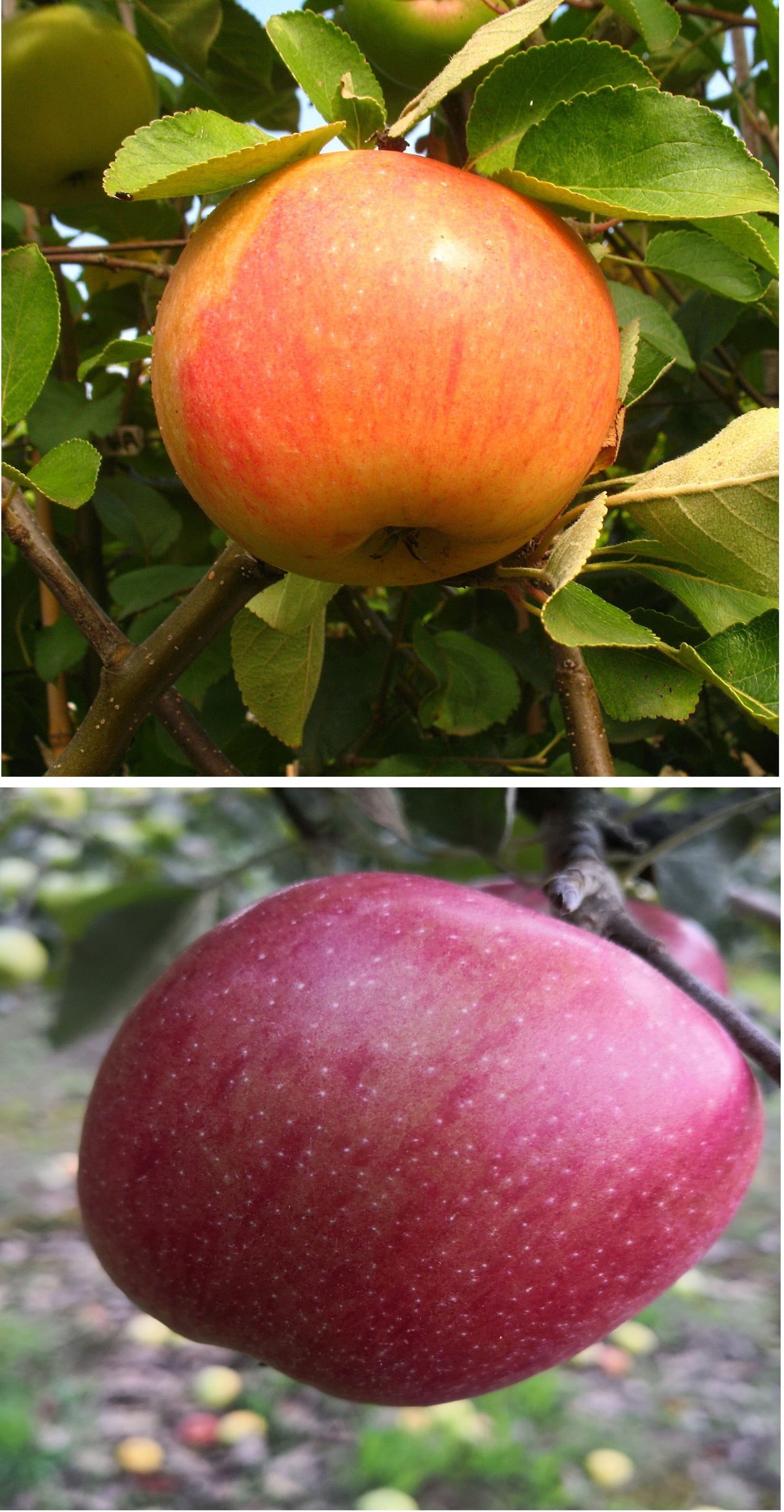 Duo-Apfel James Grieve/Braeburn