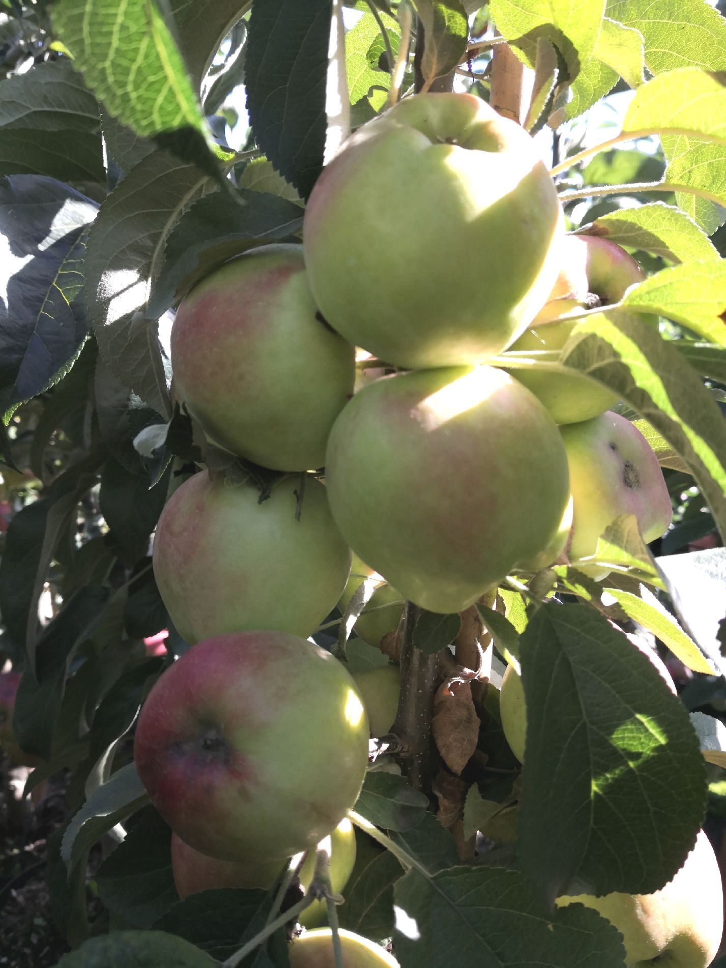 Säulenapfel 'Golden Gate' ®