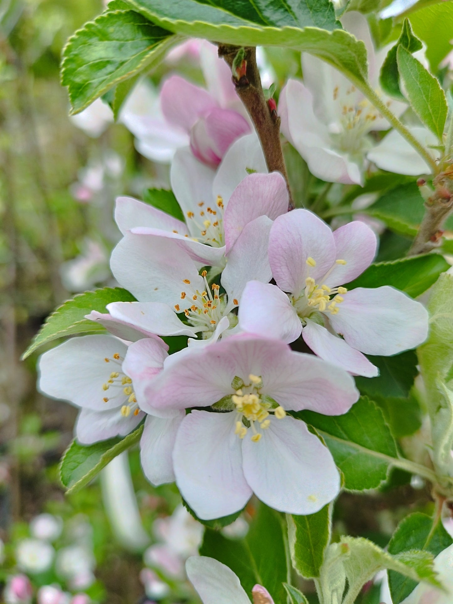 Apfel "Karneval" -S-