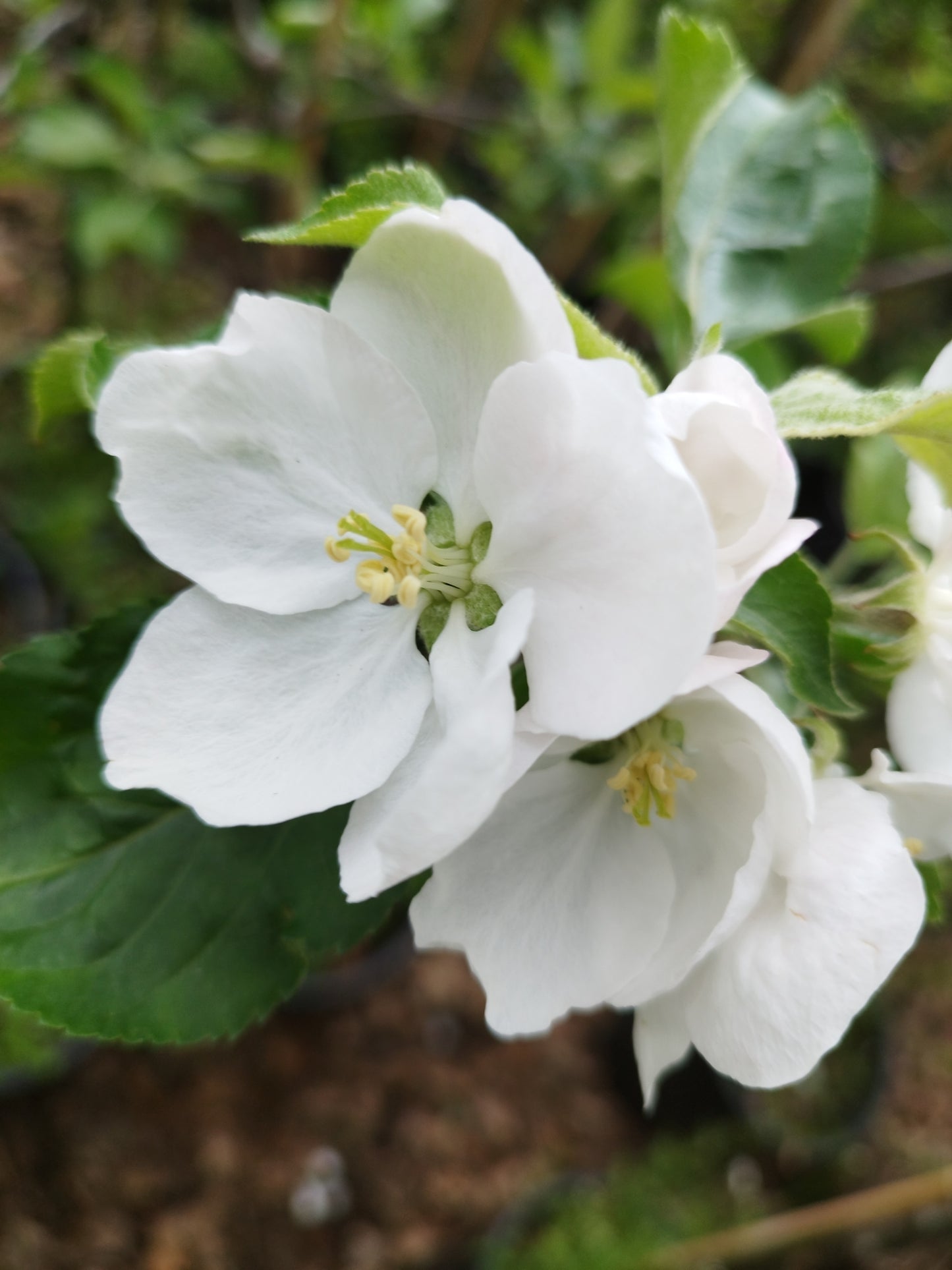 Apfel "Gravensteiner"
