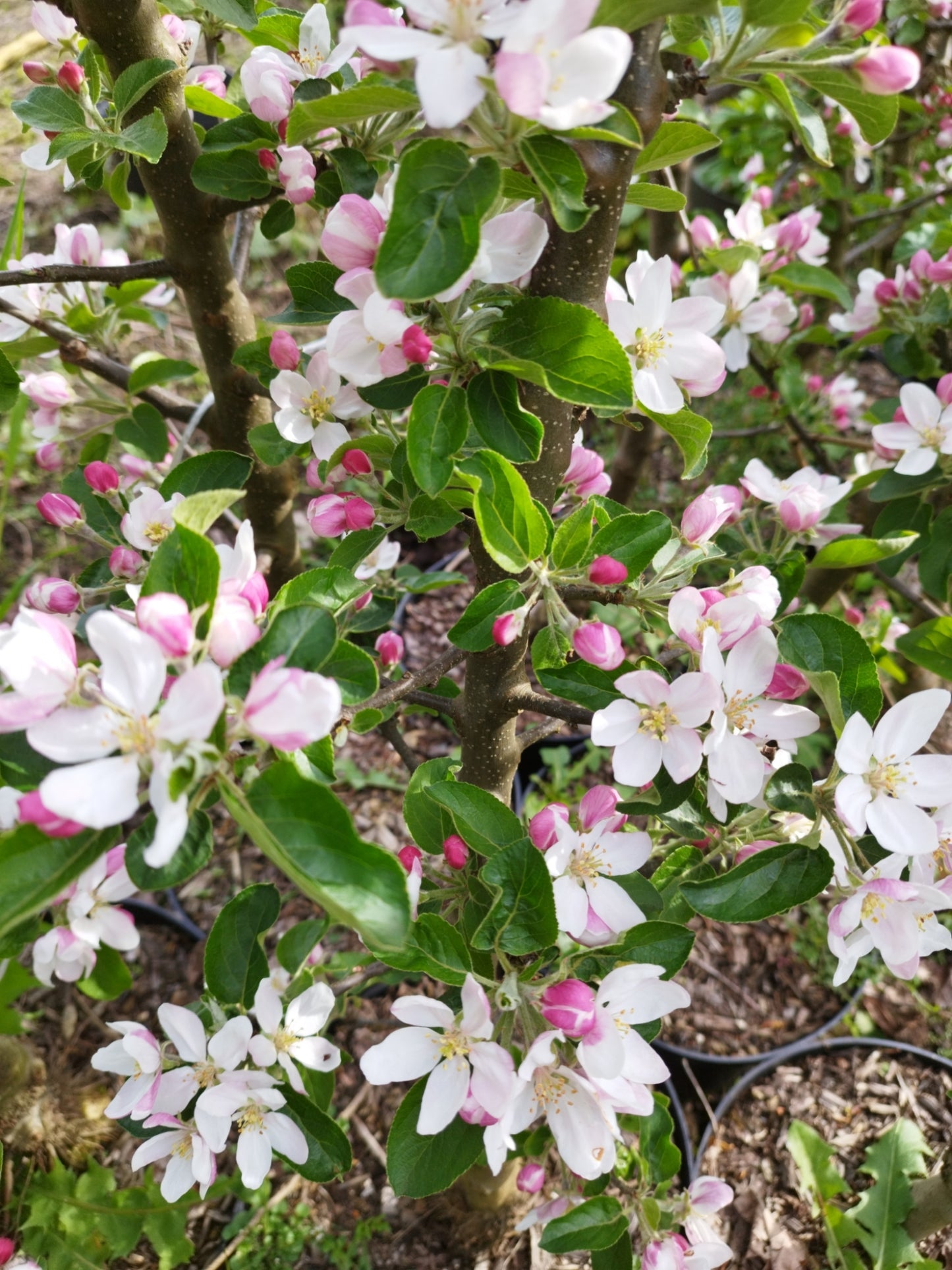 Säulenapfel 'Golden Gate' ®