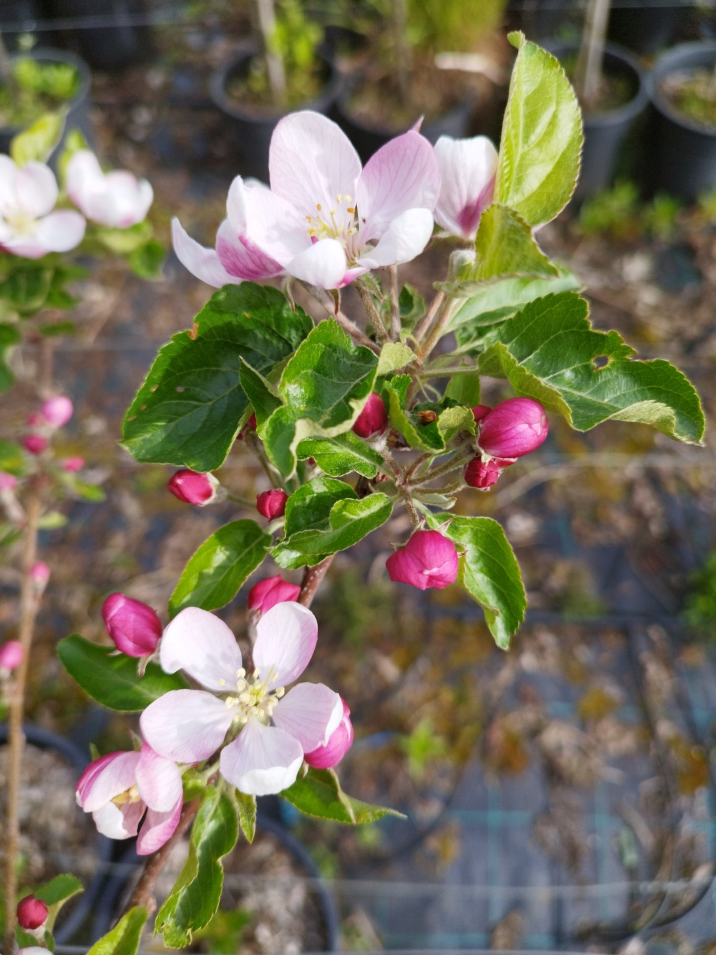 Apfel "Rubinette Rosso" -R-
