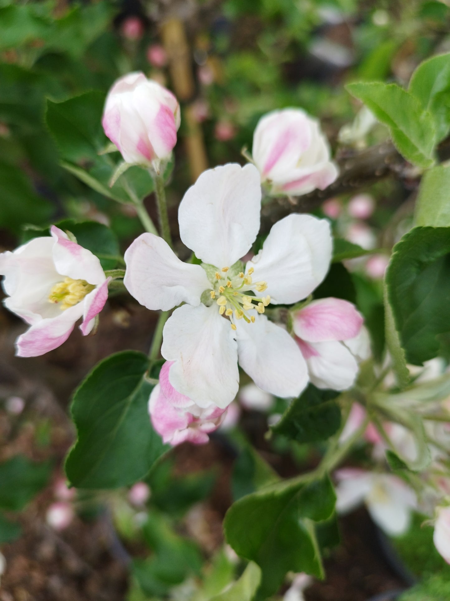 Apfel "Jonagold"