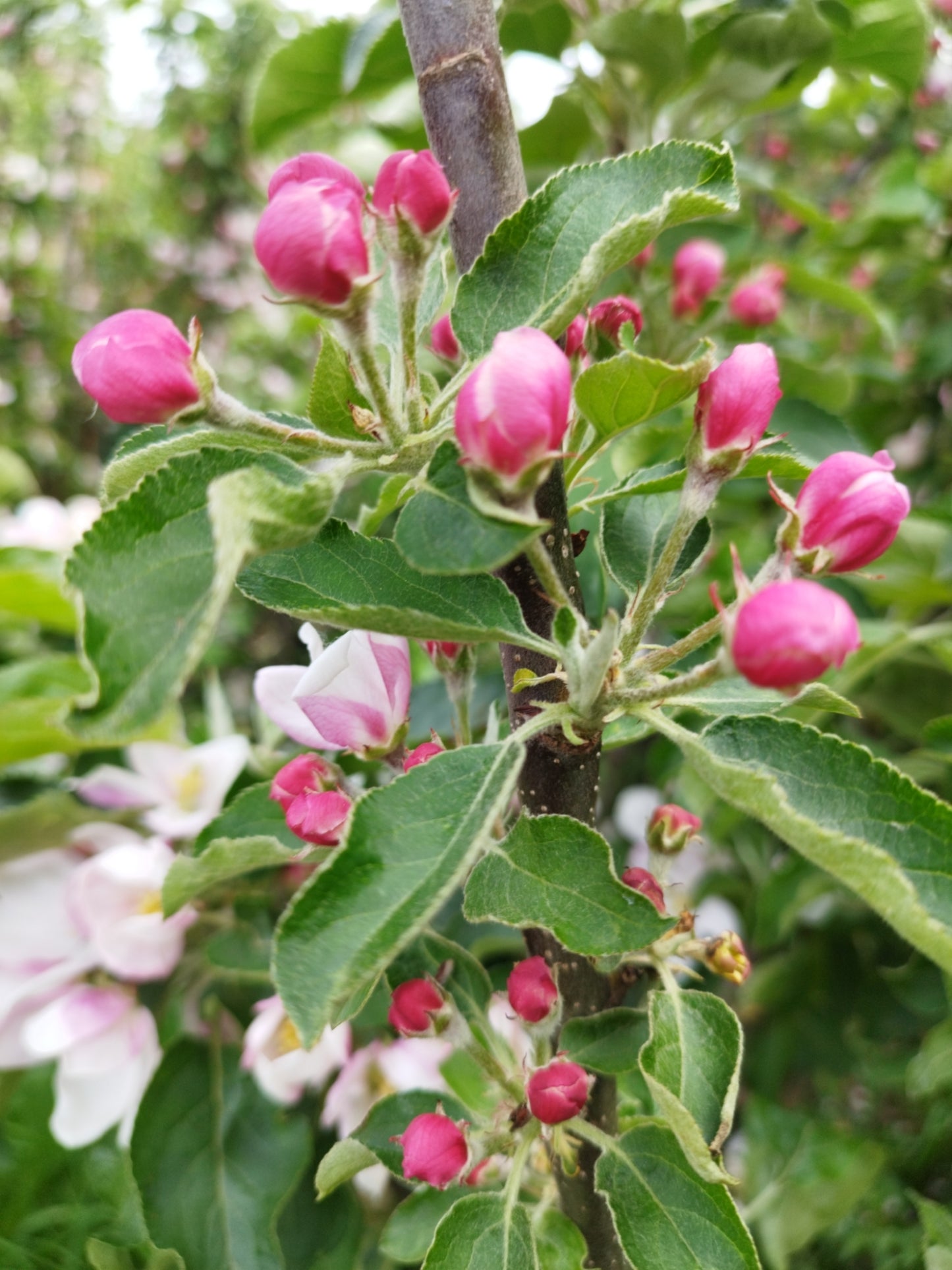 Säulenapfel 'Suncats'