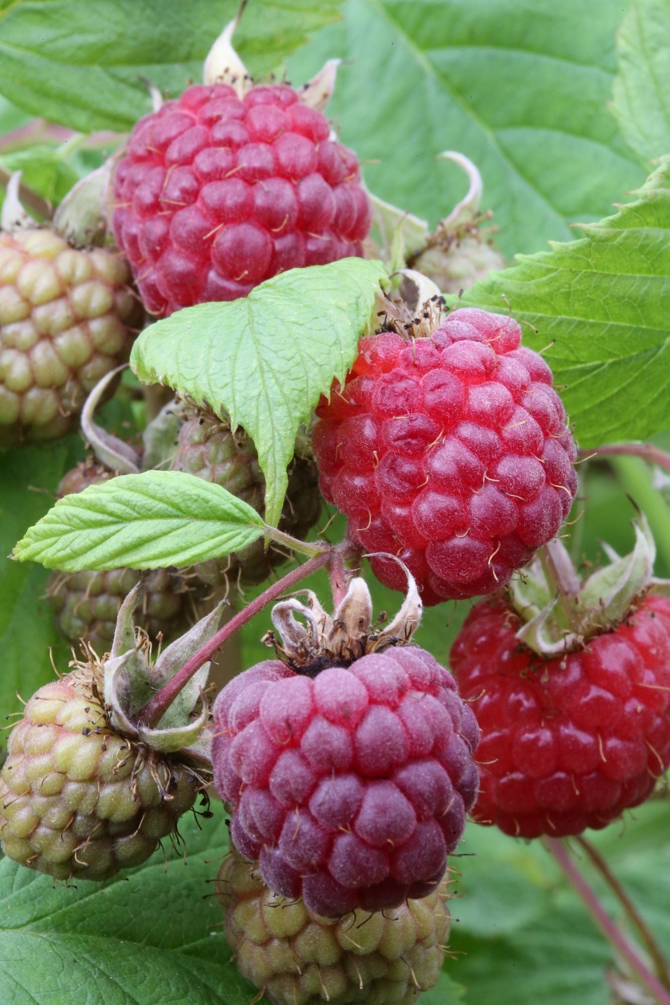 Himbeere 'Heritage'
