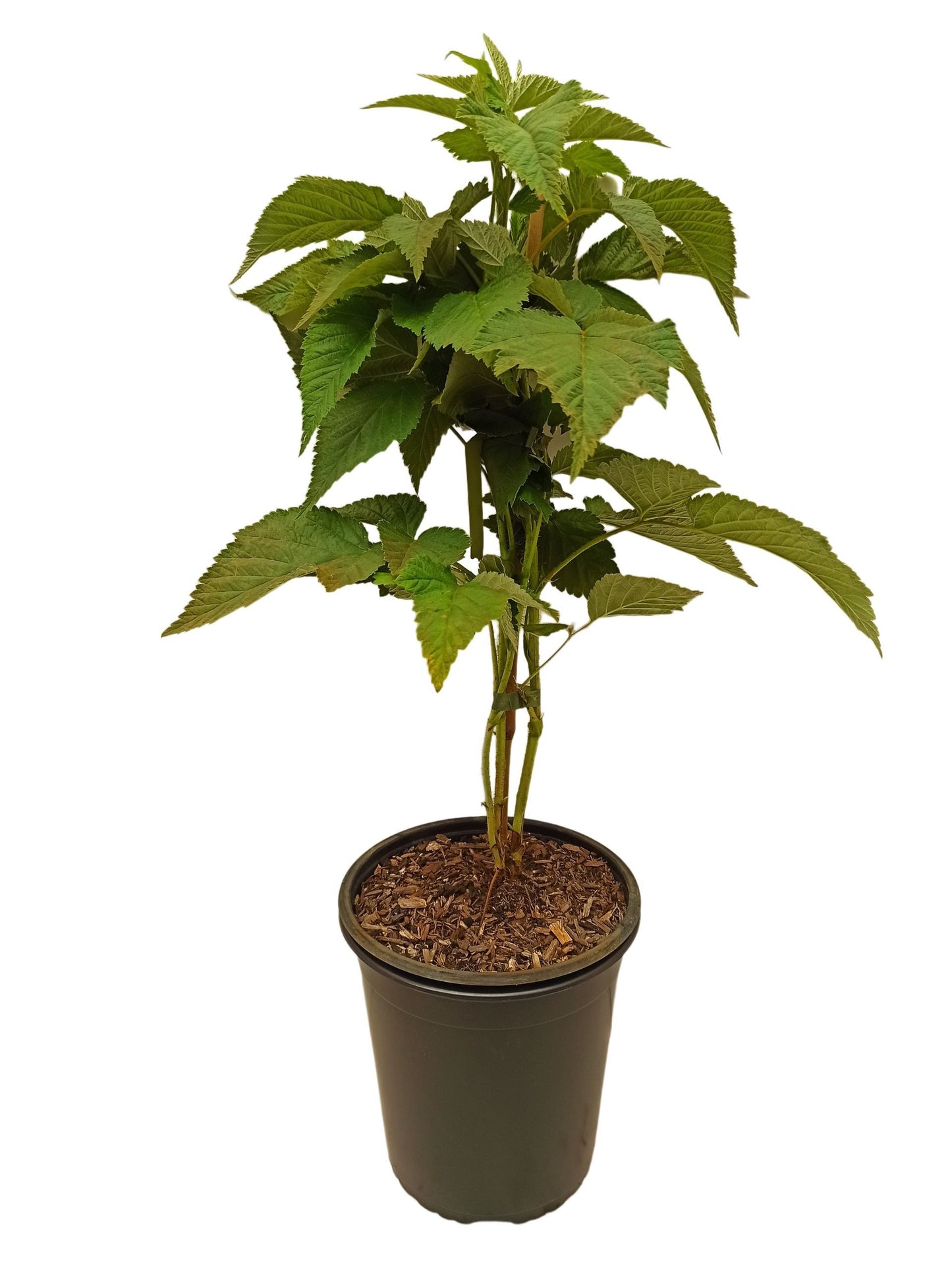 Himbeere 'Meeker'