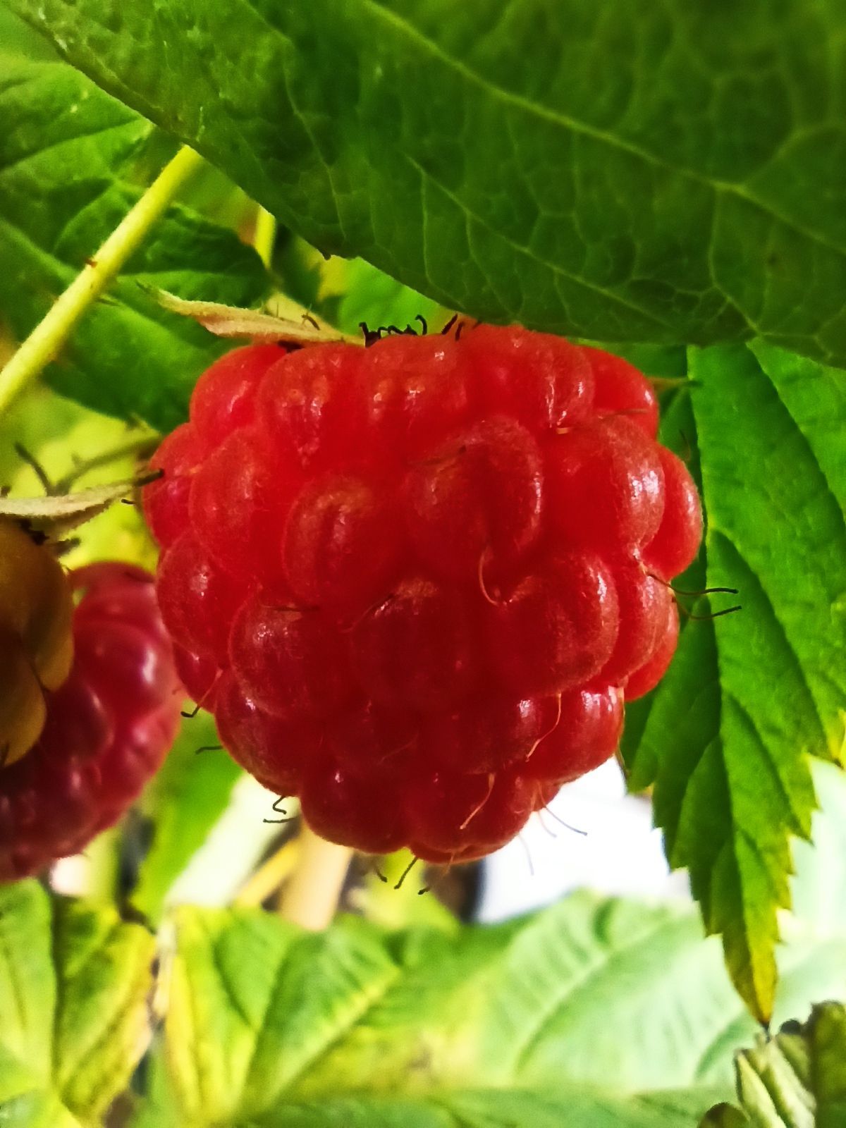 Himbeere 'Autumn First' ®