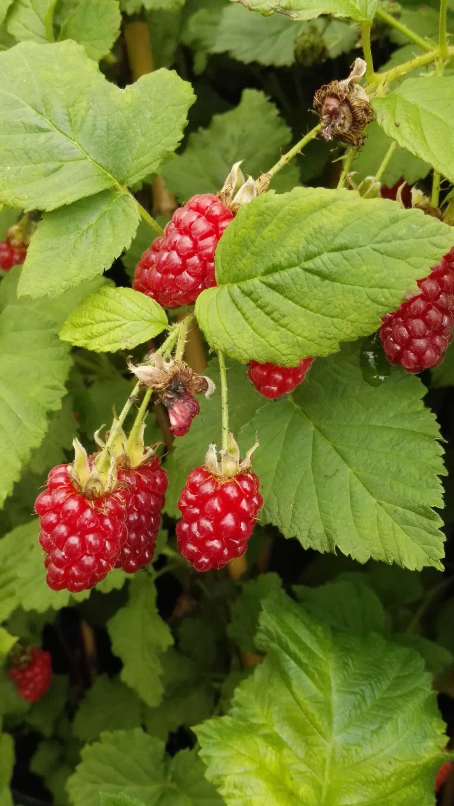 Himbeere 'Tayberry'