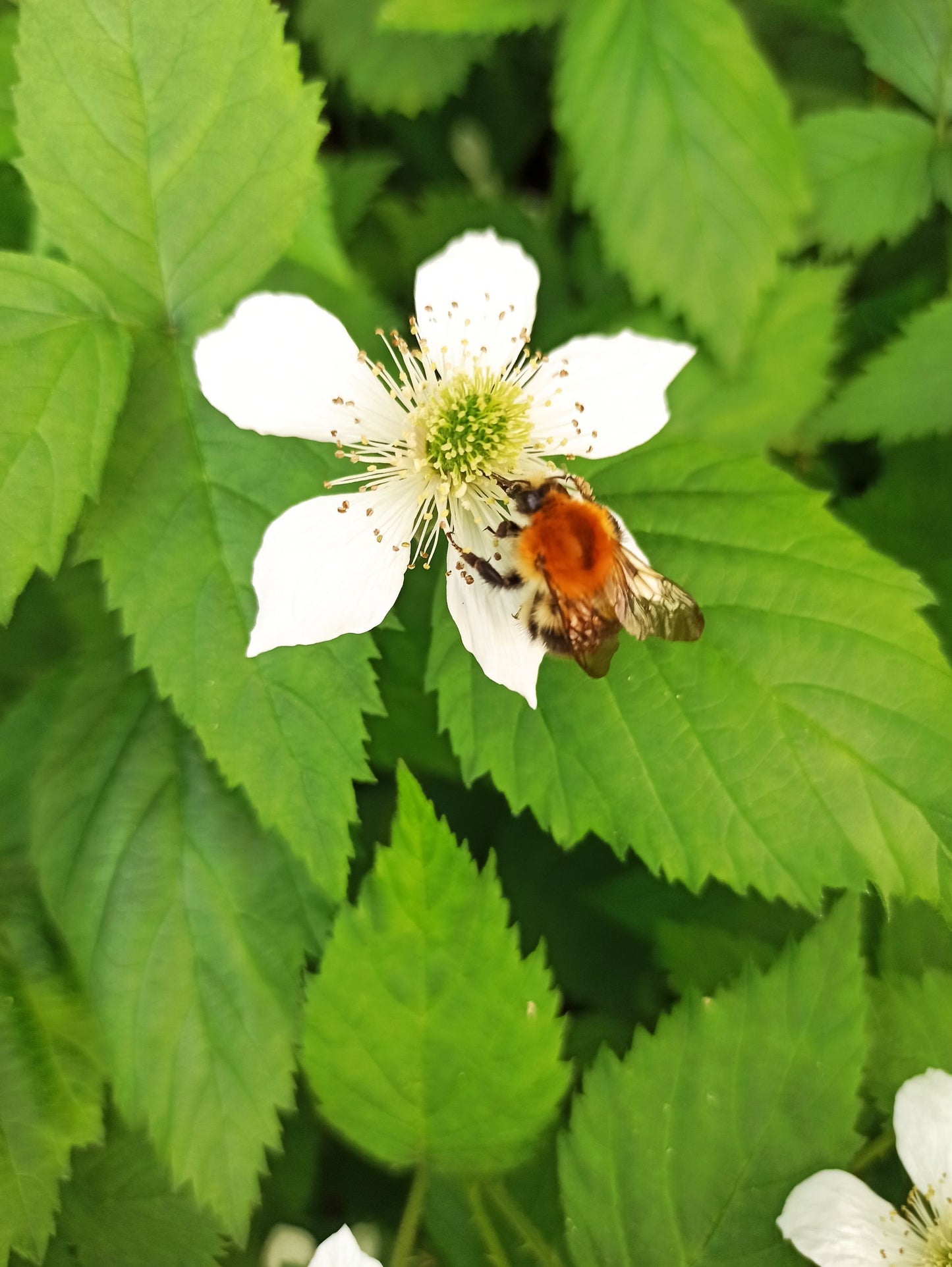 Himbeere 'Tayberry'