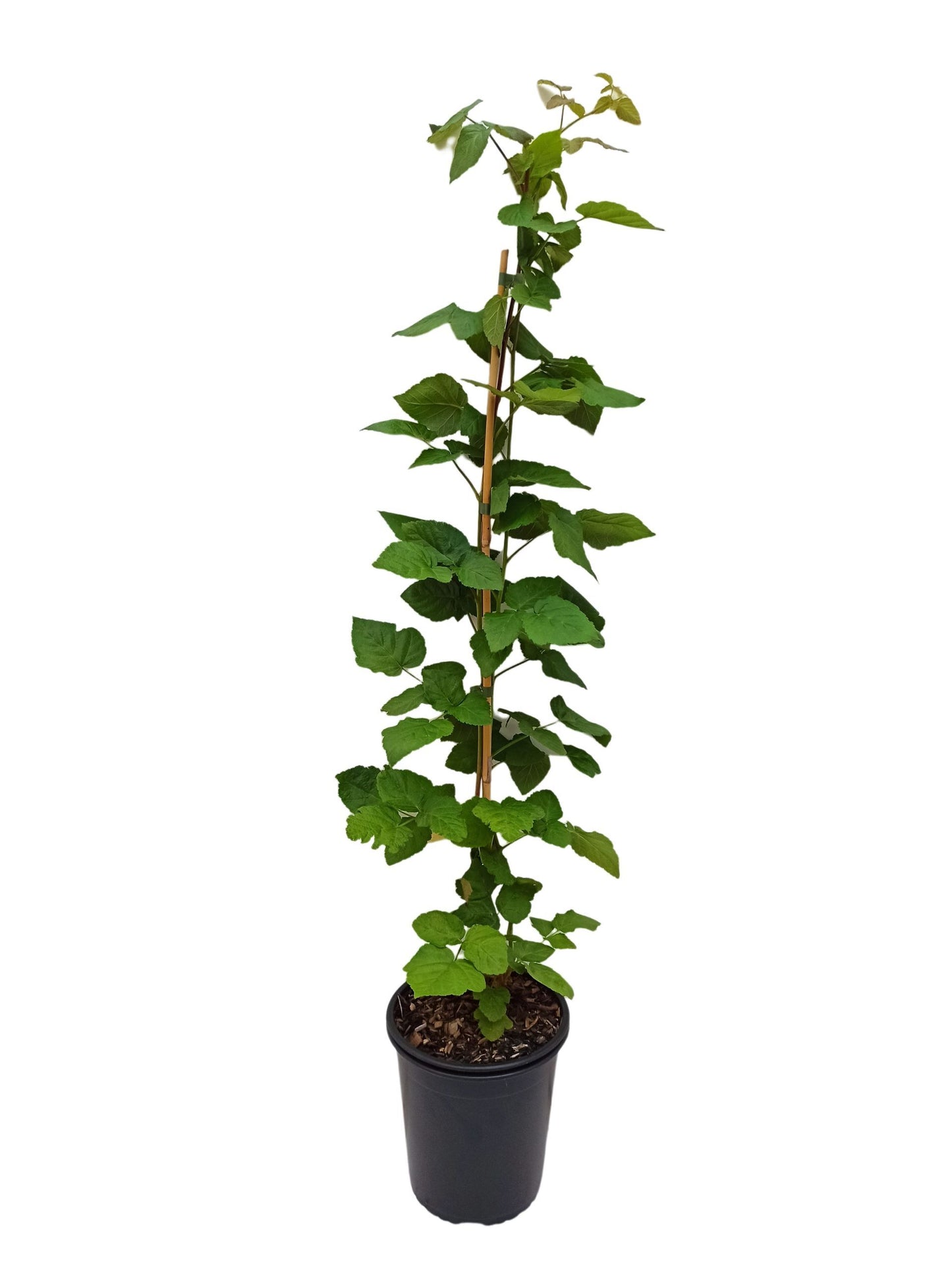 Himbeere 'Tayberry'