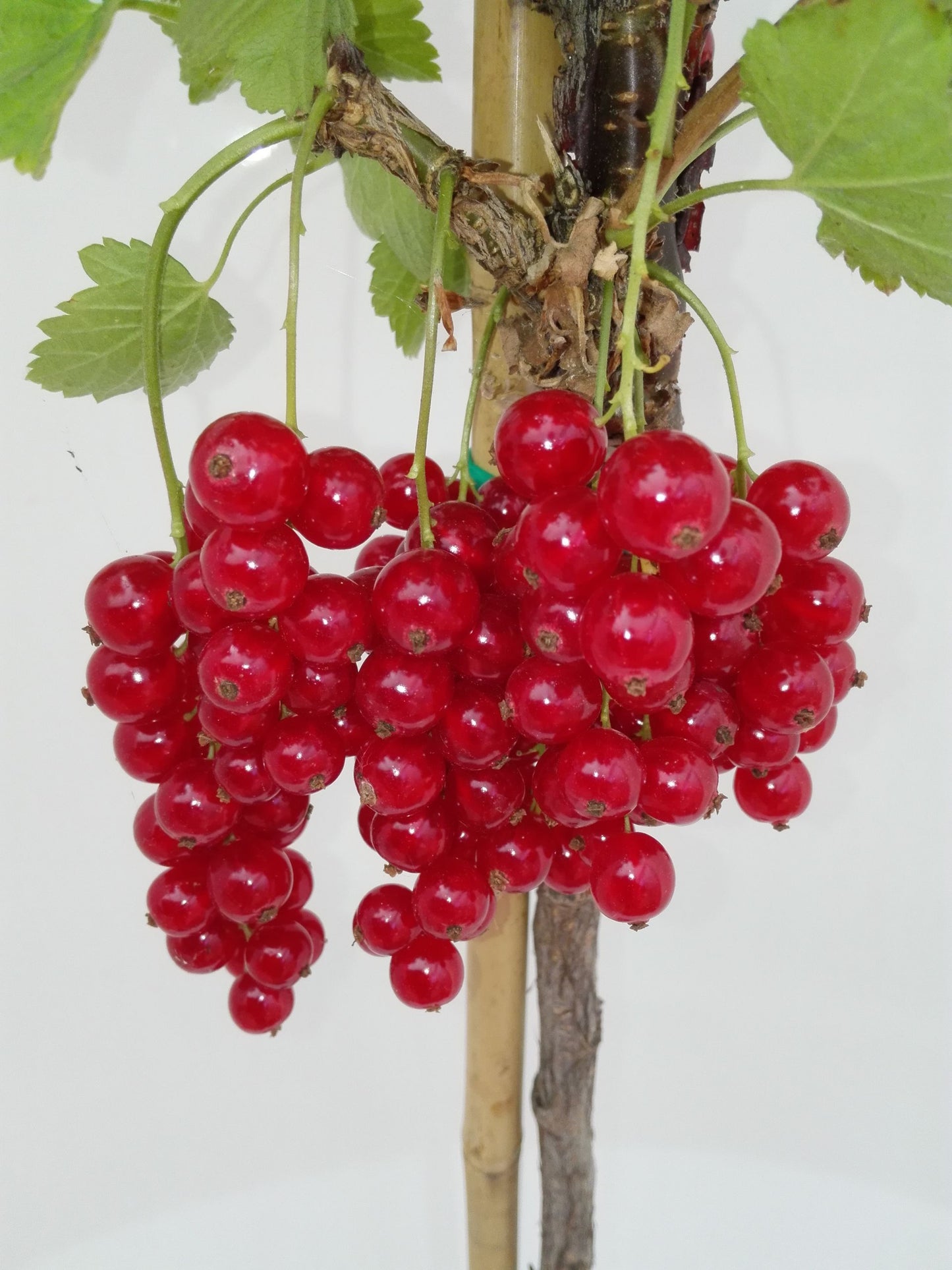 Johannisbeere 'Rolan'