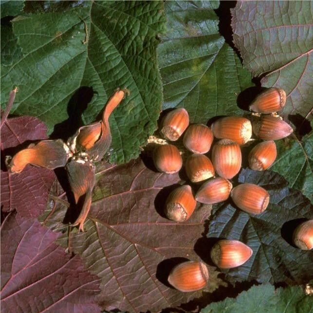 Haselnuss 'Maxima Purpurea'