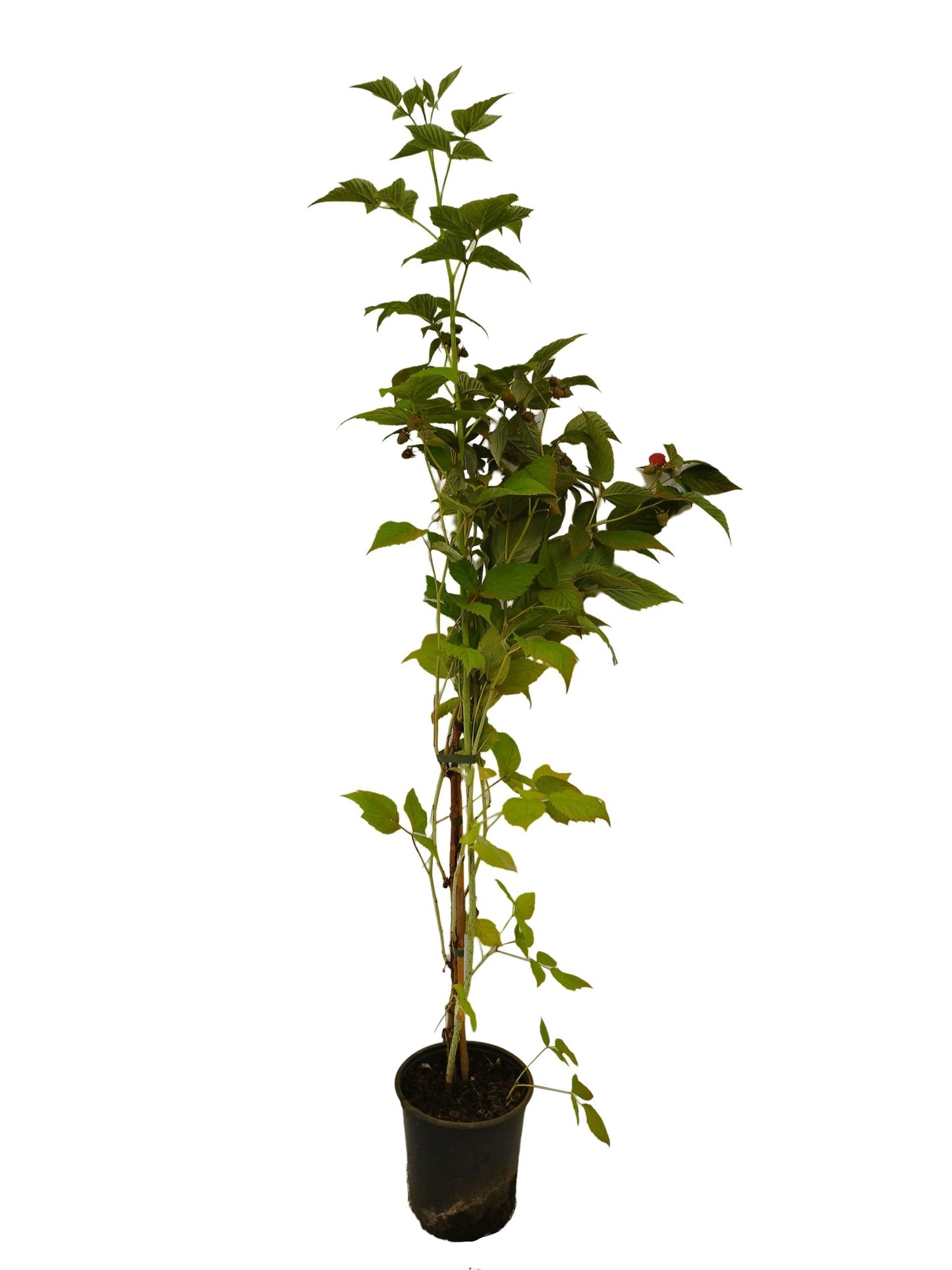 Himbeere 'Autumn First' ®