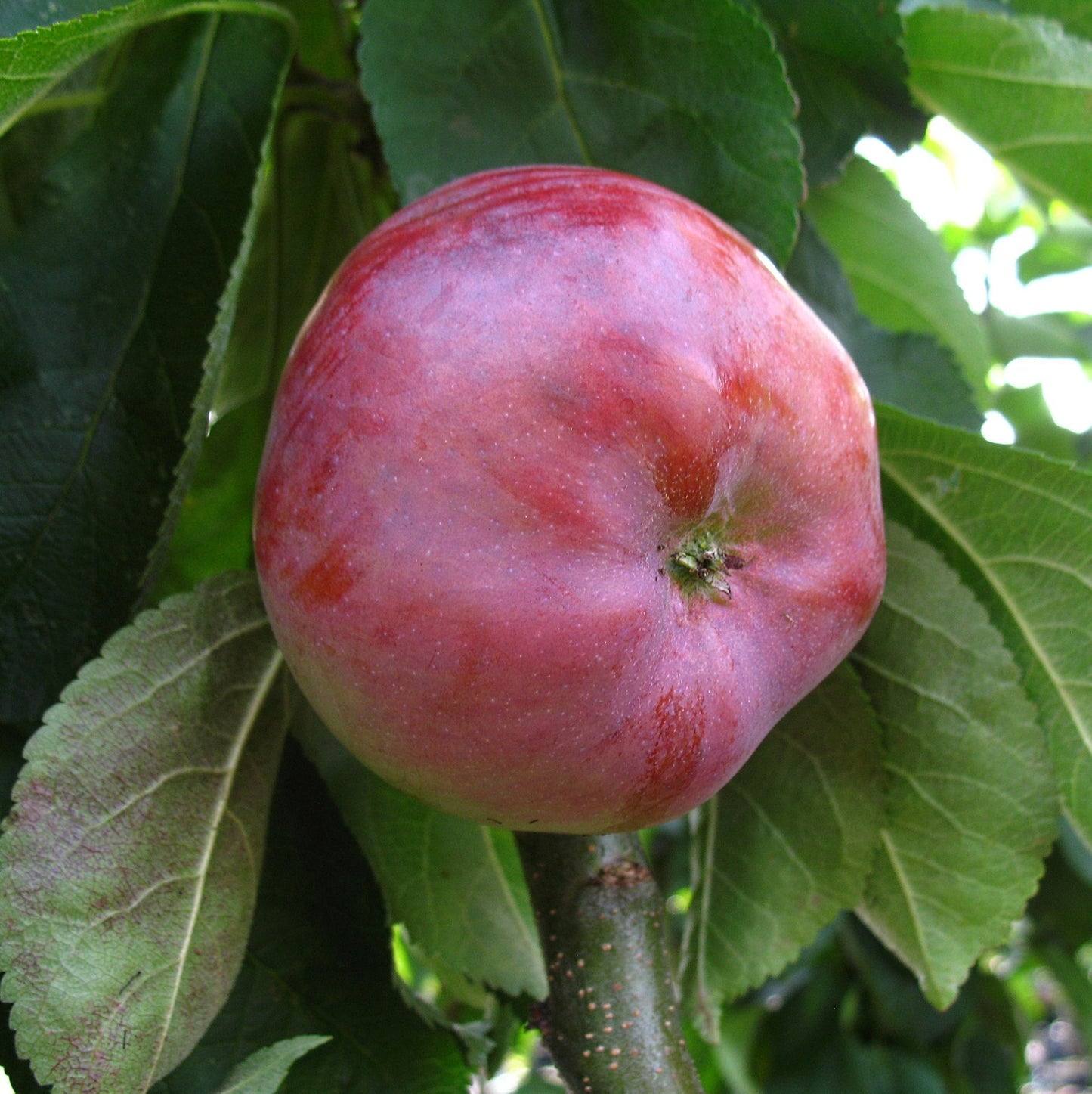 Apfel Lobo
