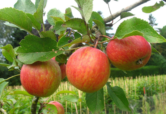 Apfel Wellant