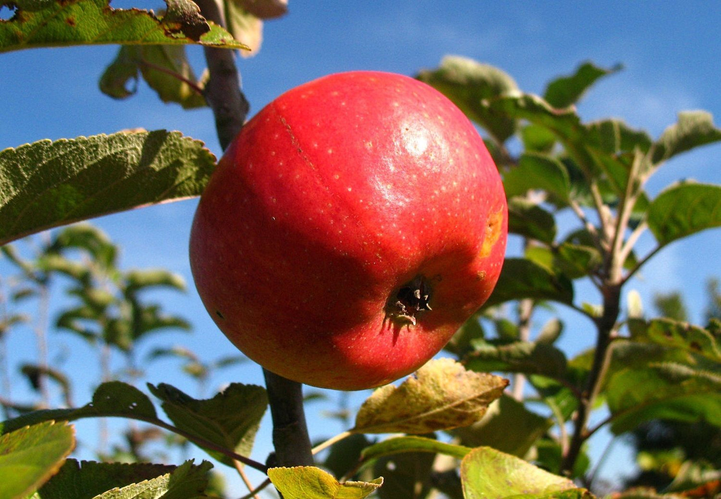 Apfel Pilot