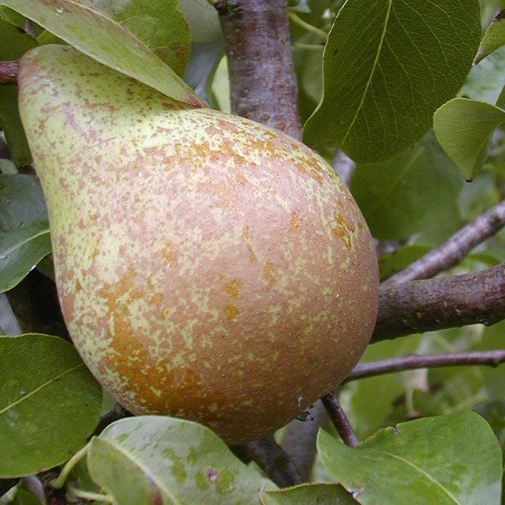 Birne 'Köstliche von Charneux'
