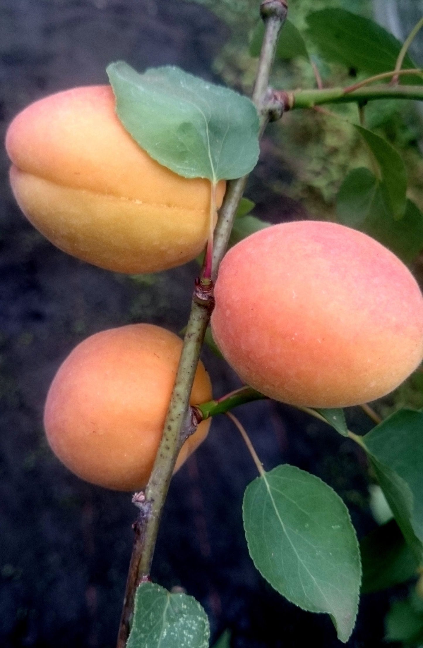 Aprikose 'Goldrich'
