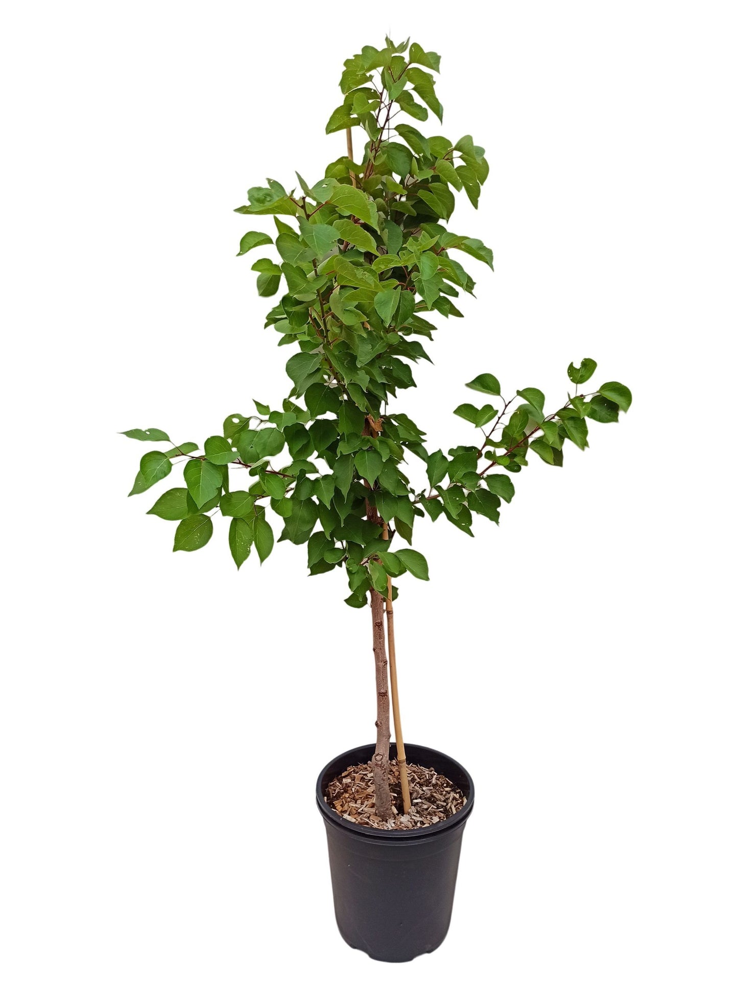 Aprikose 'Goldrich'