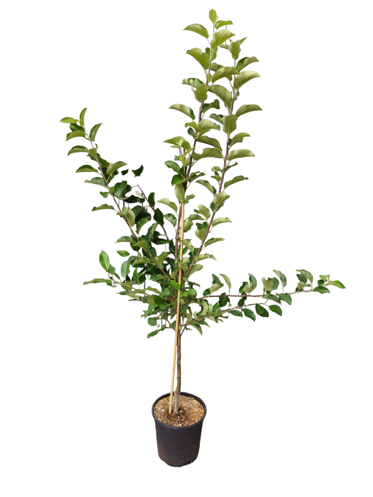 Apfel "Gala"