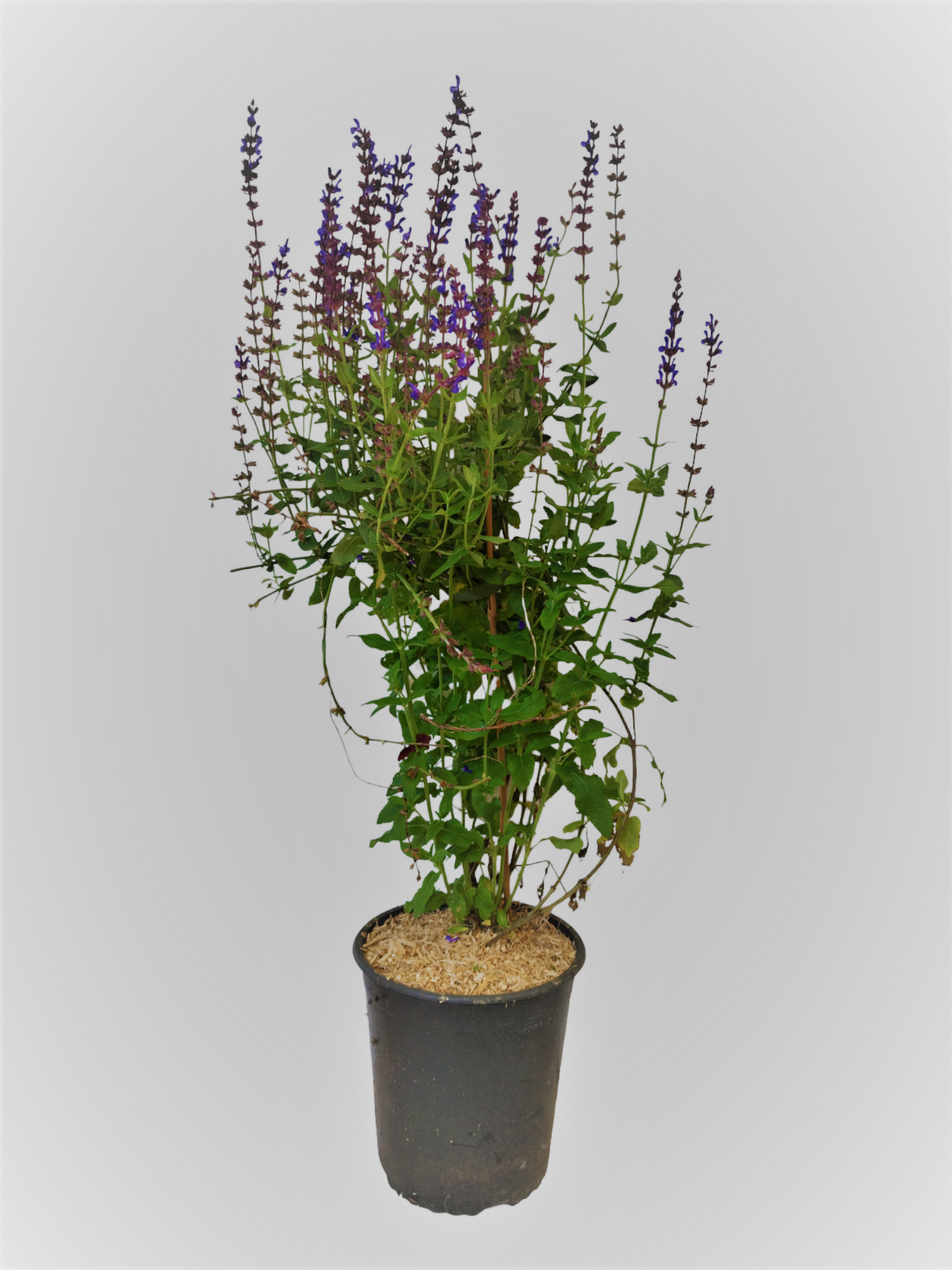 Salvia nemorosa ' Blaukönigin ' XXL