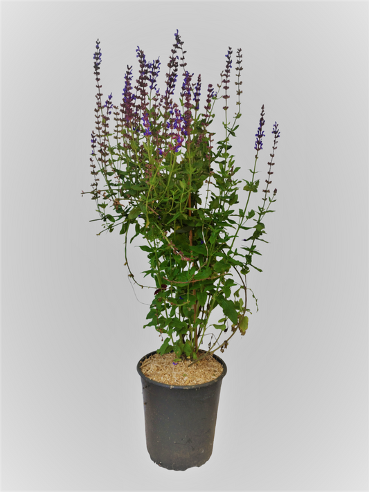 Salvia nemorosa ' Blaukönigin ' XXL