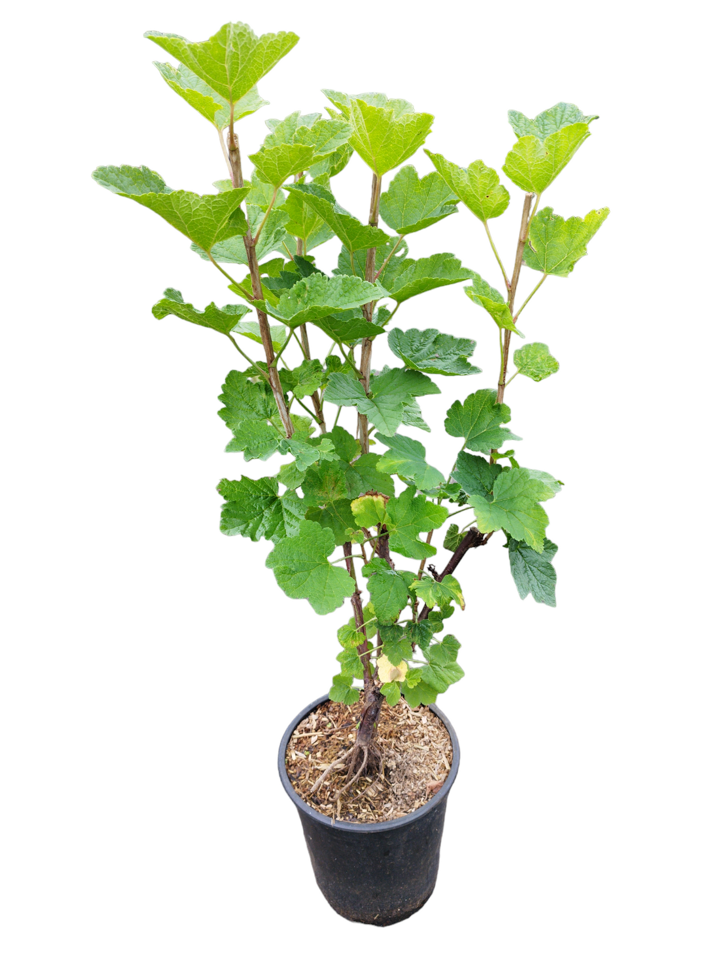 Johannisbeere 'Werdavia'