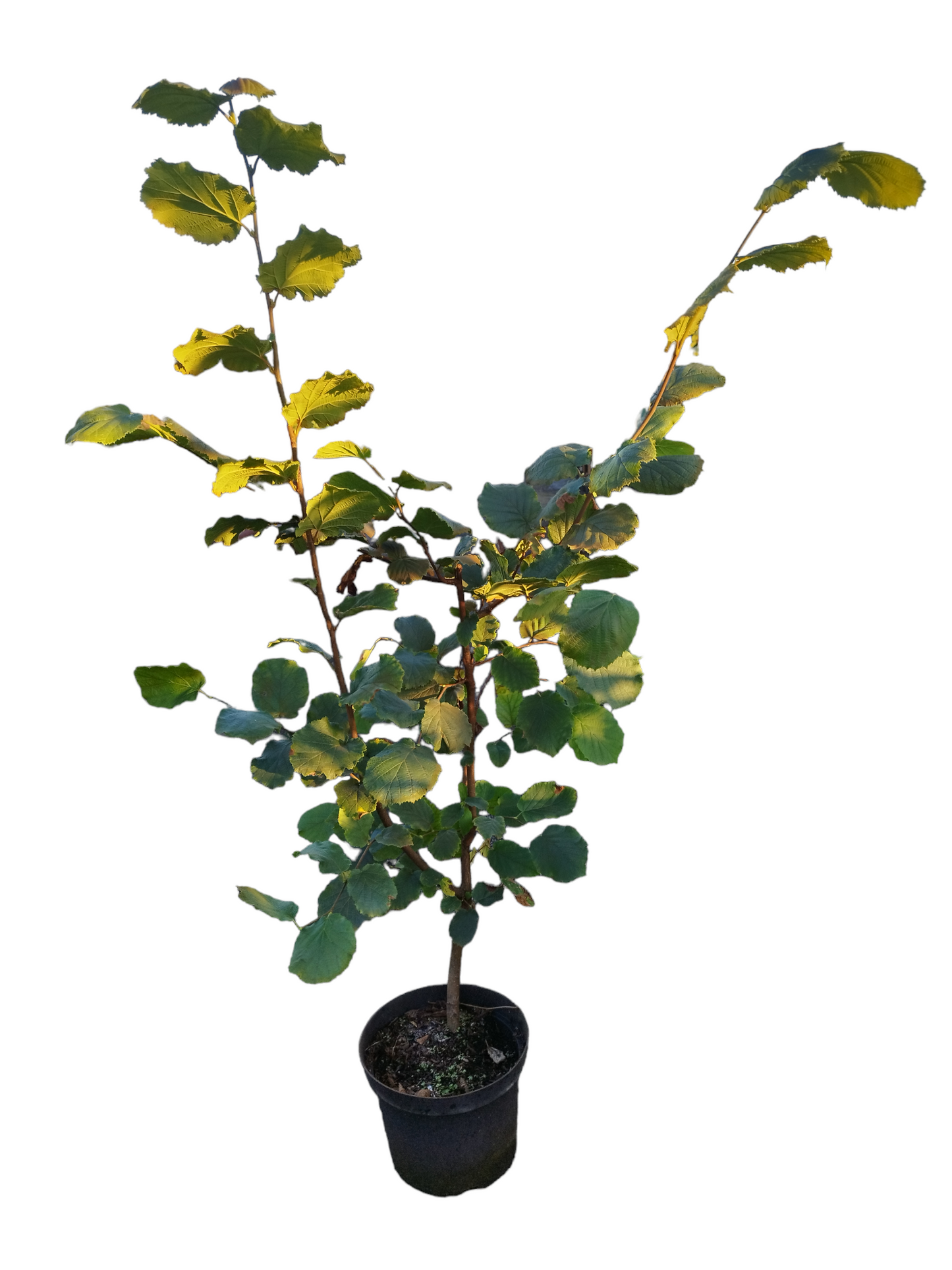 Haselnuss 'Nottingham Fruchtbare'