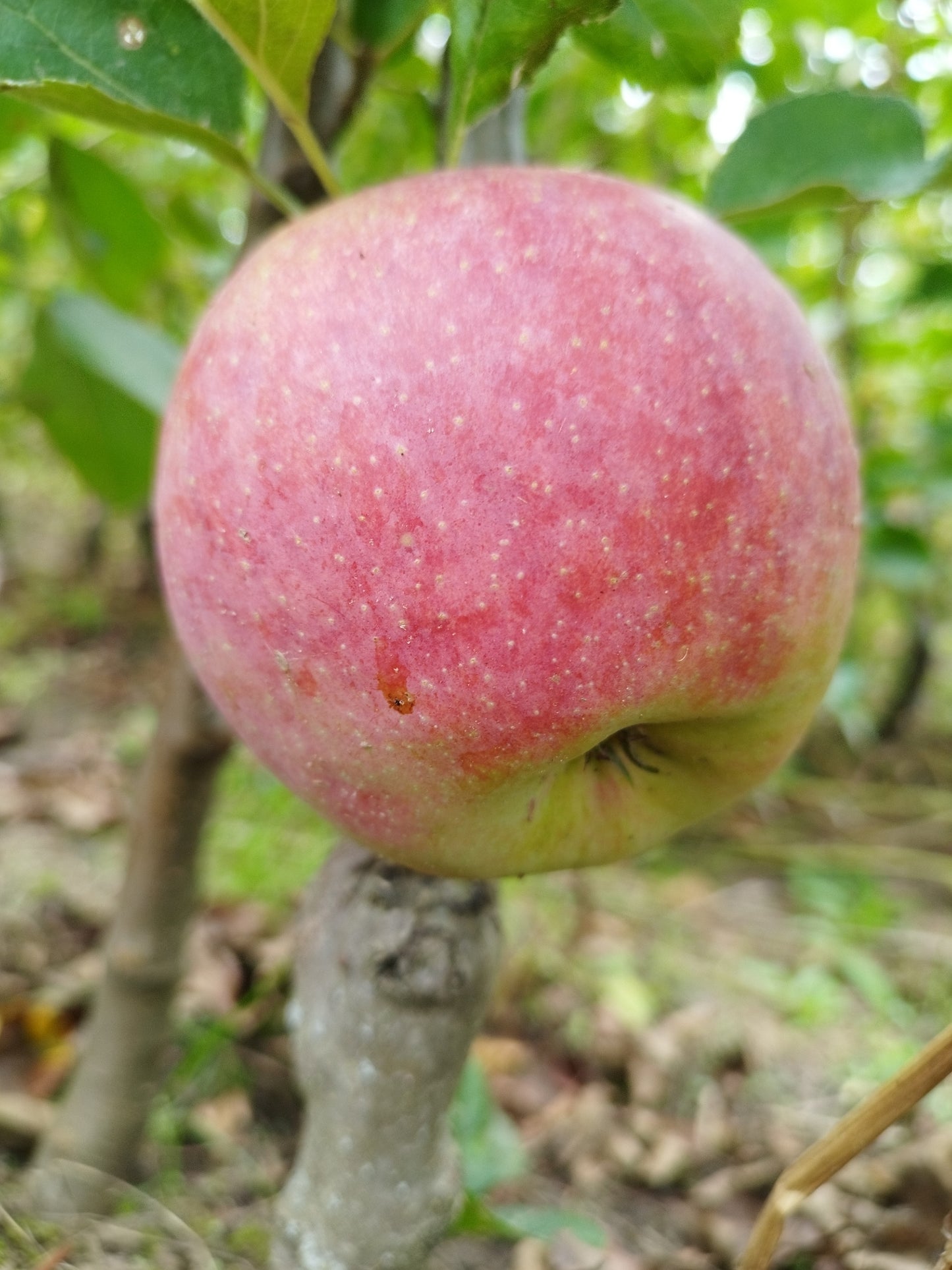 Säulenapfel 'Pompink' Malus domestica
